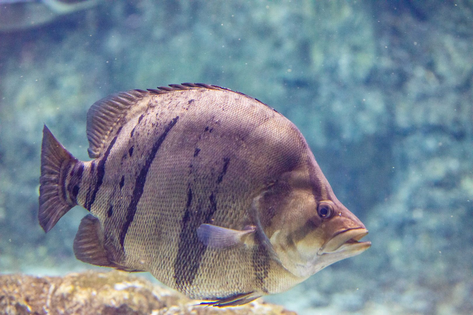 finescale tigerfish (Datnioides microlepis)