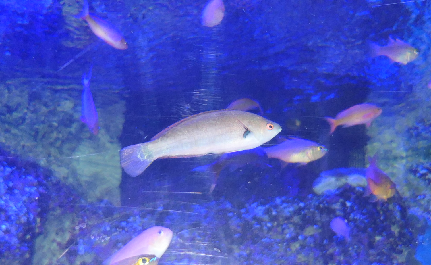 Finespotted Fairywrasse