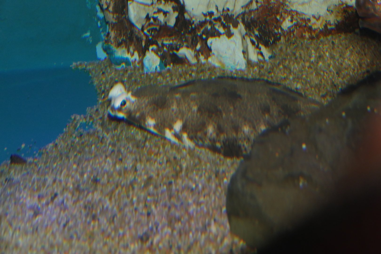 Finespotted Flounder (Pleuronichthys lighti) - Uozu Aquarium