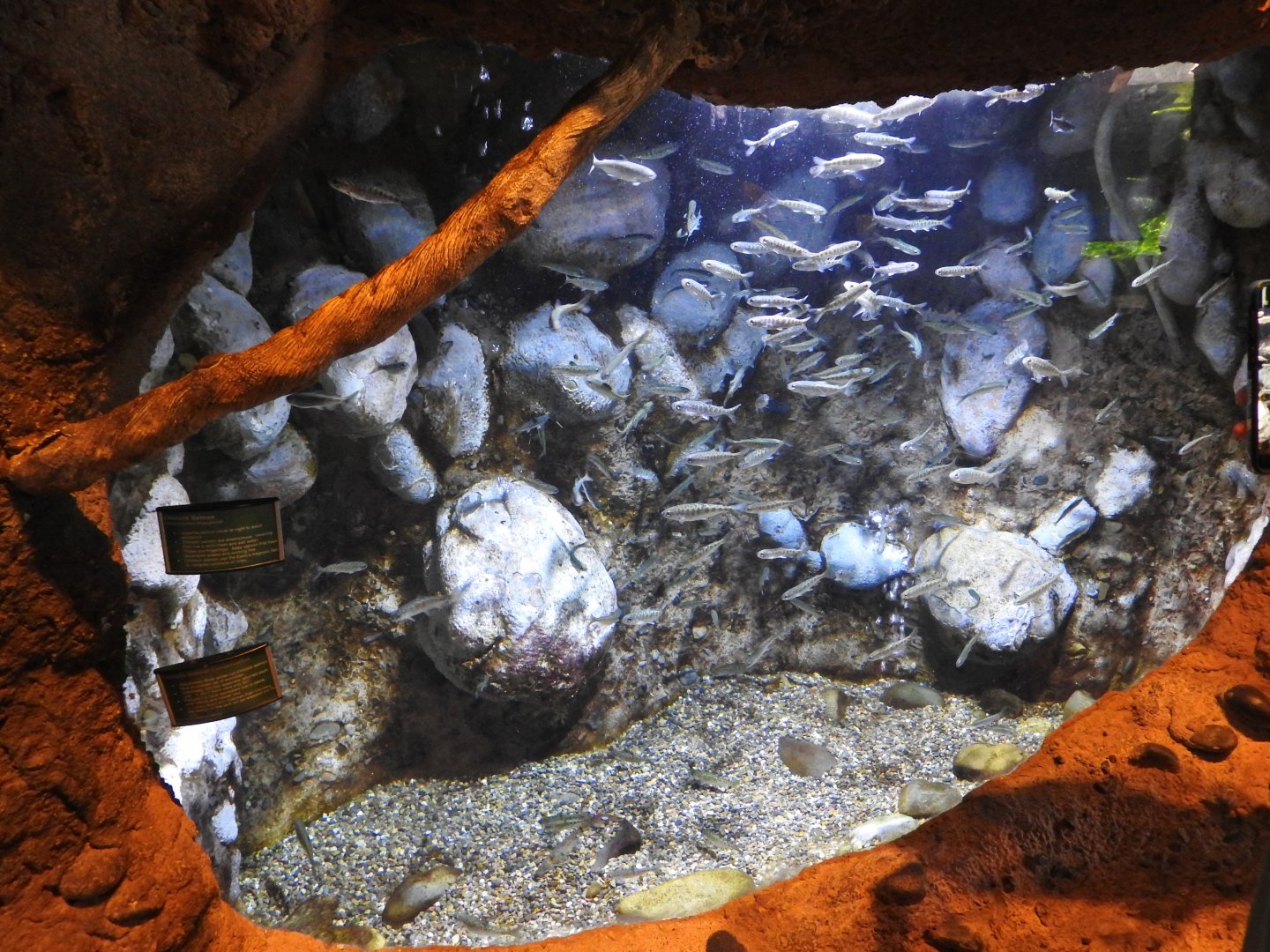 Fingerling Chinook Salmon