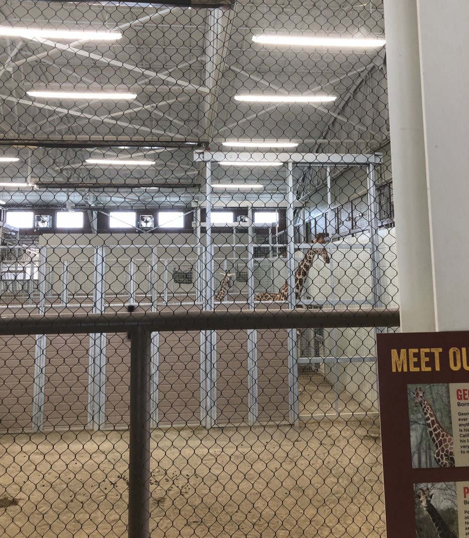 Finished Giraffe Exhibit- Inside Barn