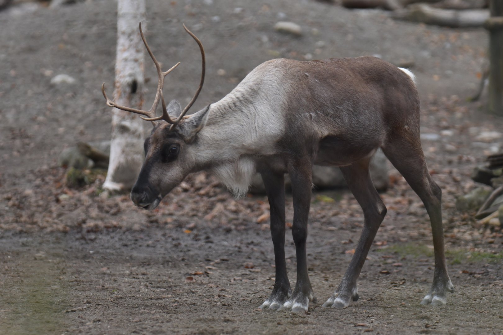Finland forest reindeer (Rangifer tarandus fennicus)