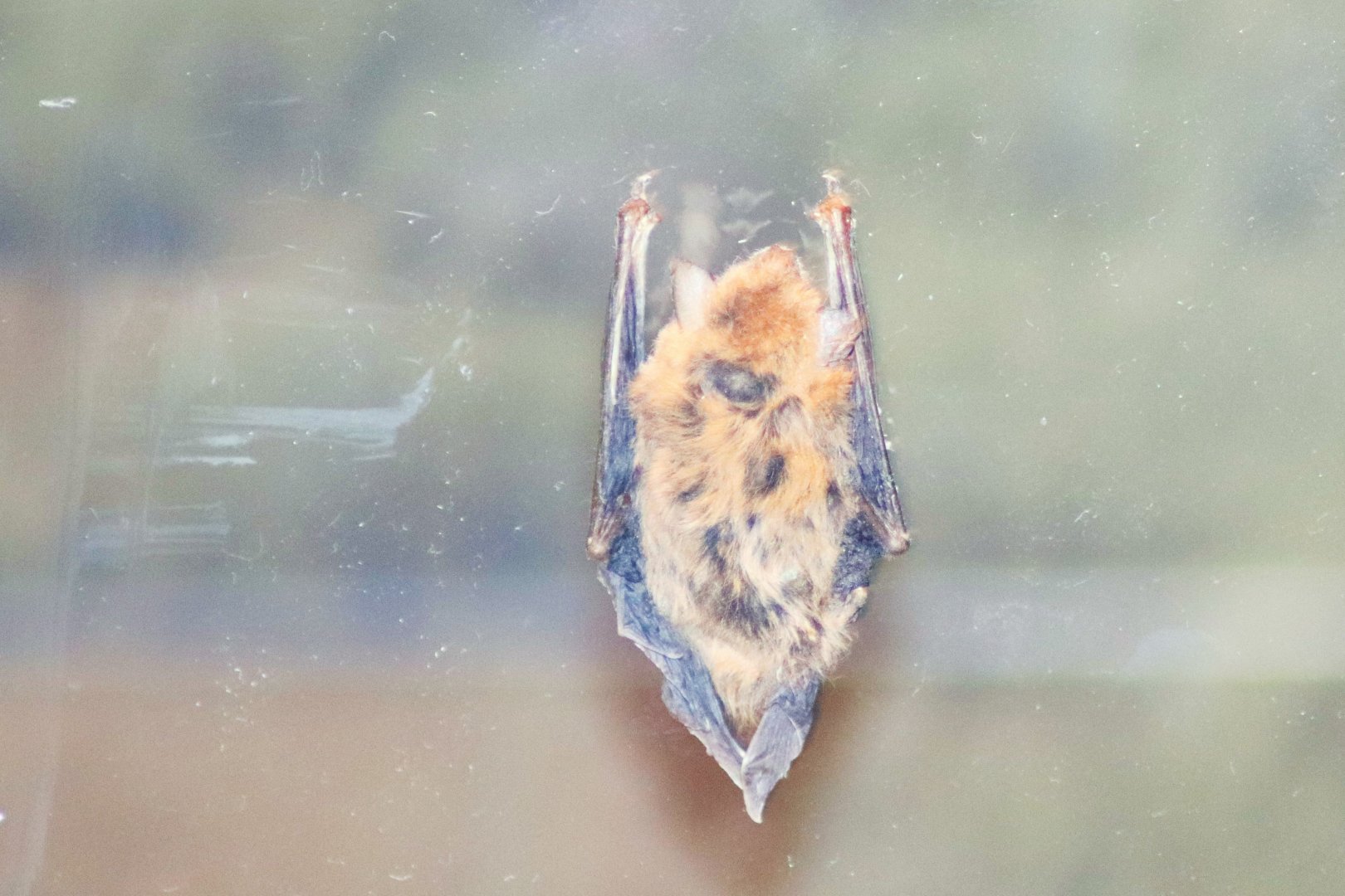 Finlayson's cave bat (Vespadelus finlaysoni)