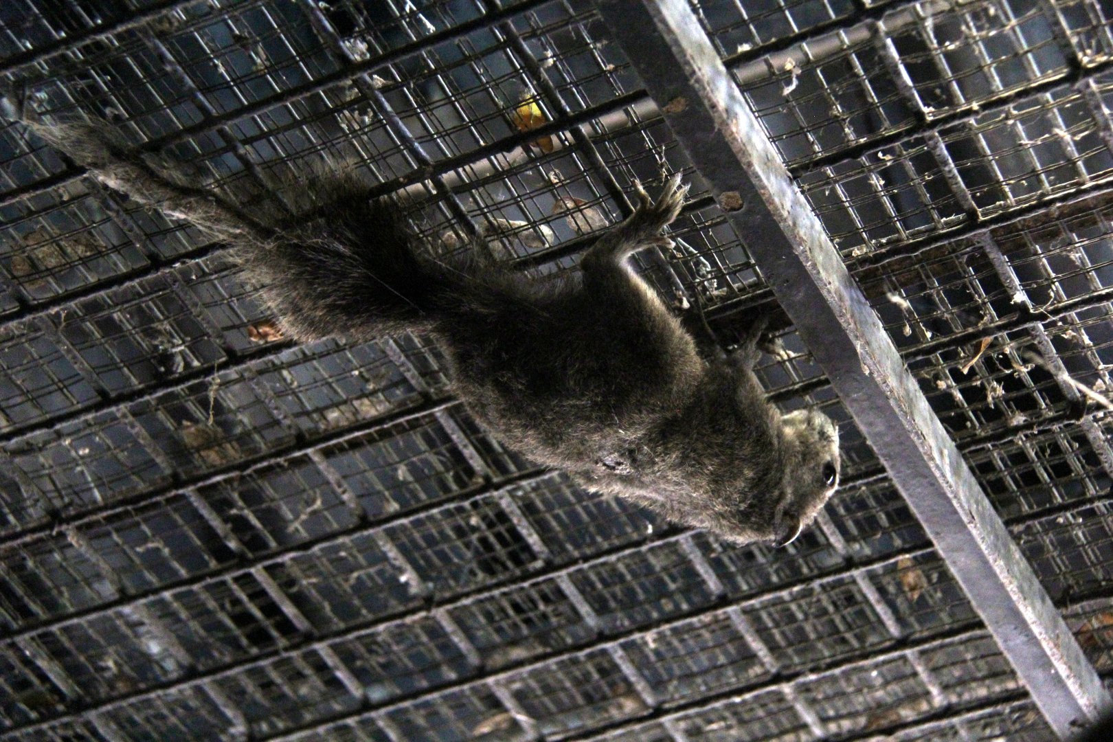 Finlayson's or variable squirrel (Callosciurus finlaysonii)