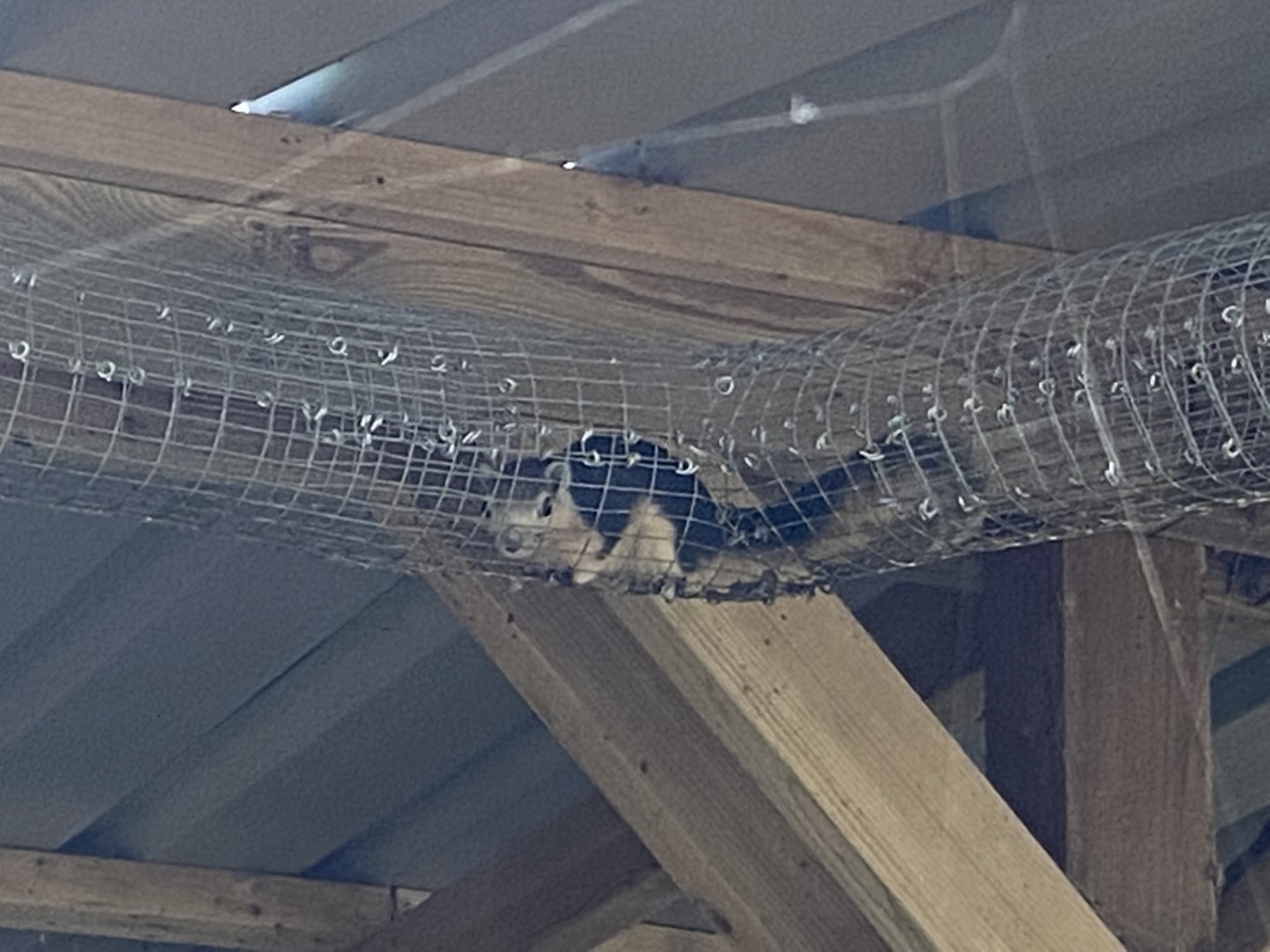 Finlayson's squirrel 190422