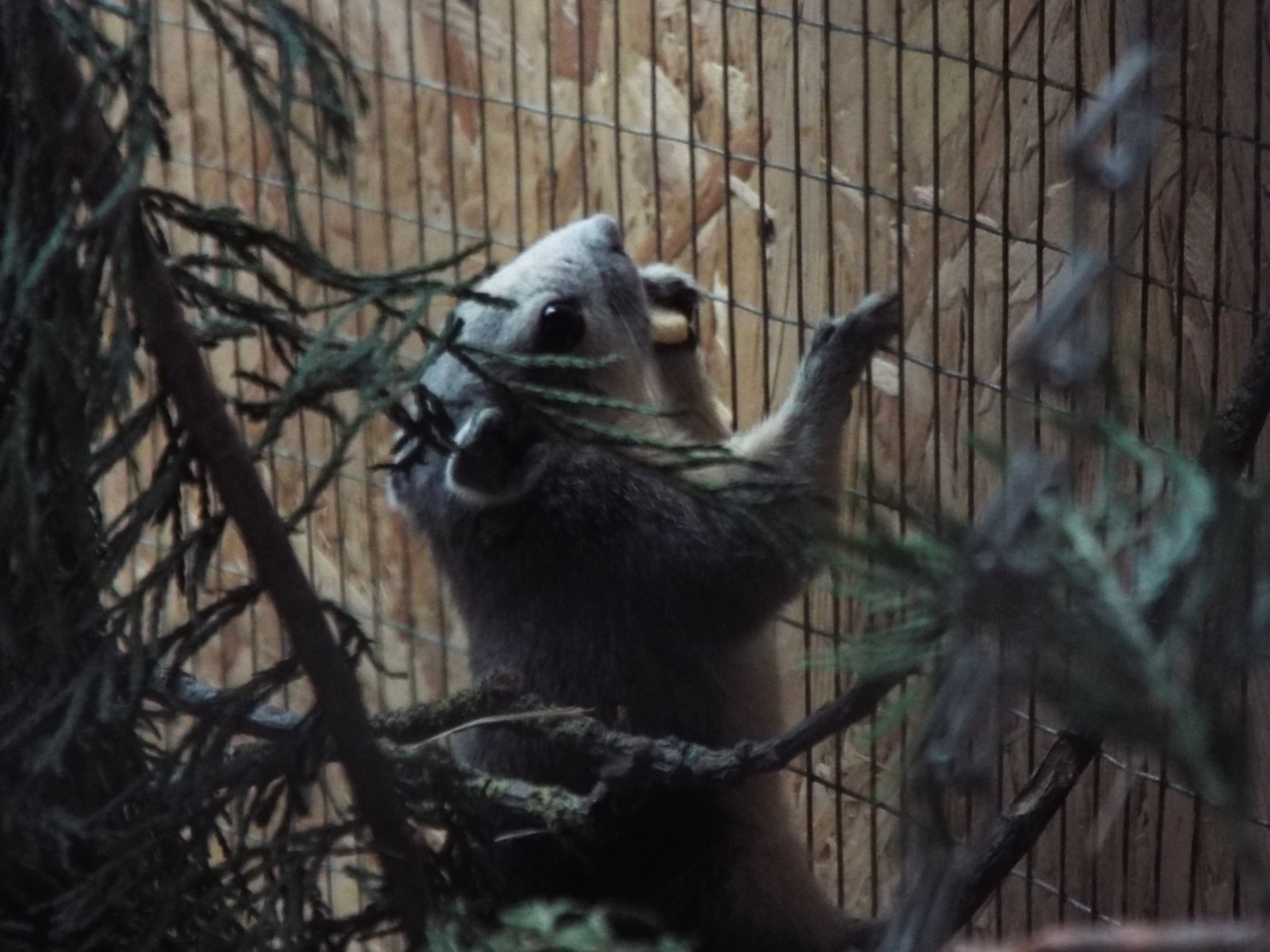 Finlayson's Squirrel - Axe Valley