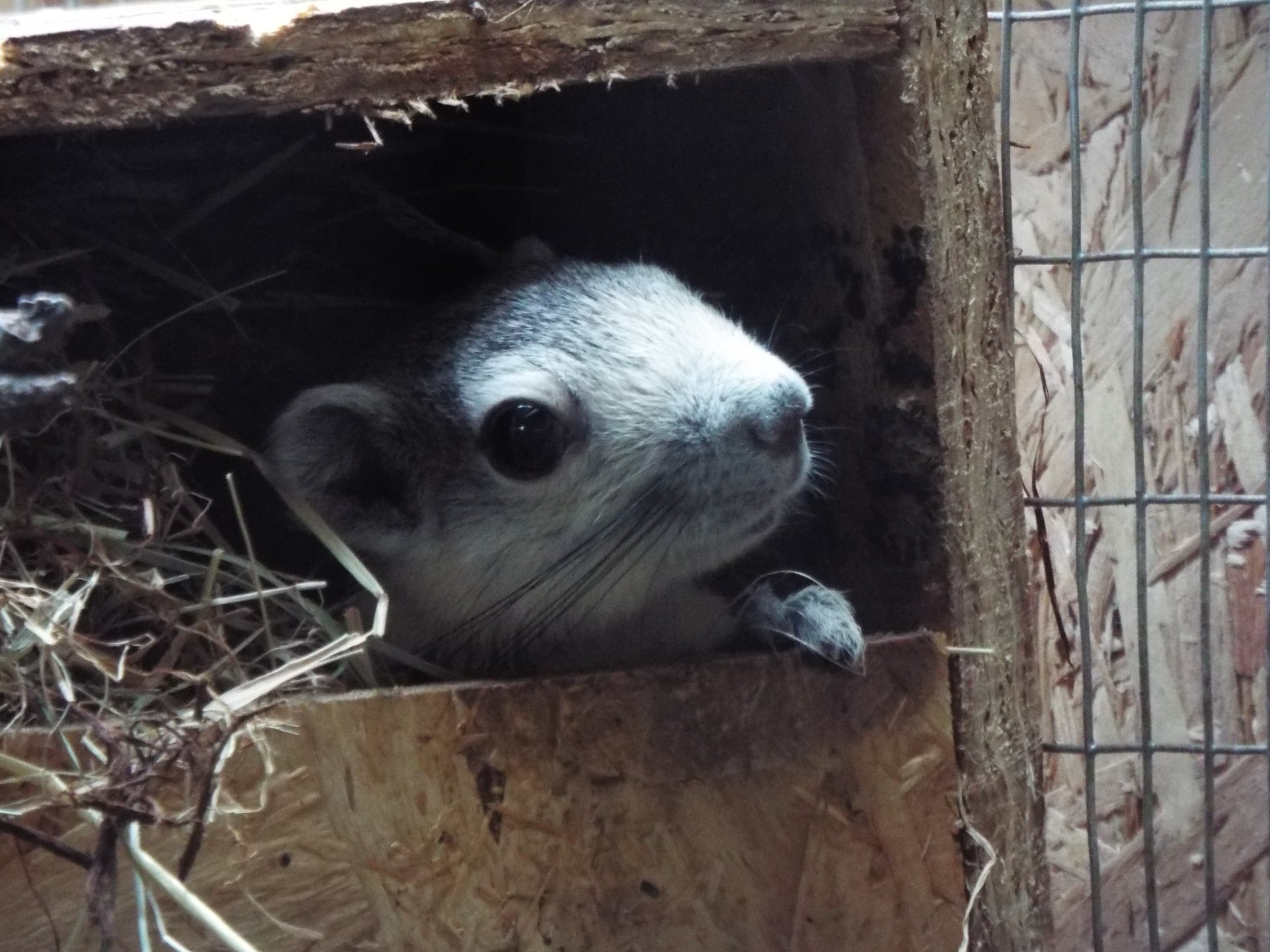 Finlayson's Squirrel - Axe Valley