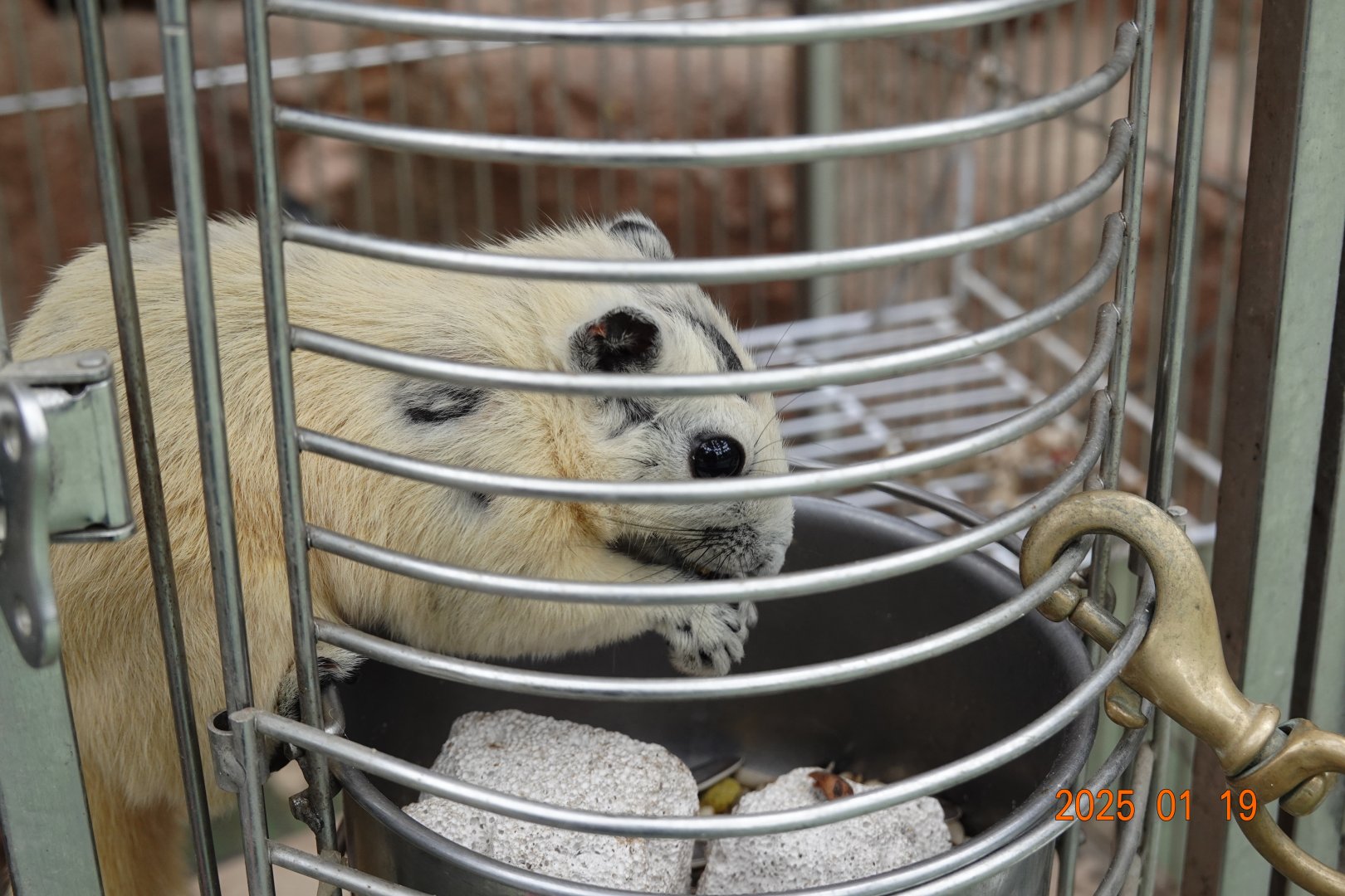 Finlayson's Squirrel (Callosciurus finlaysonii)