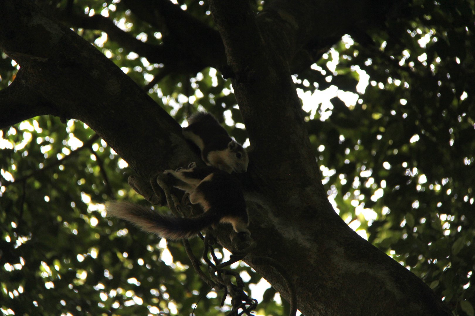 Finlayson's squirrel or variable squirrel (Callosciurus finlaysonii) ssp ID?