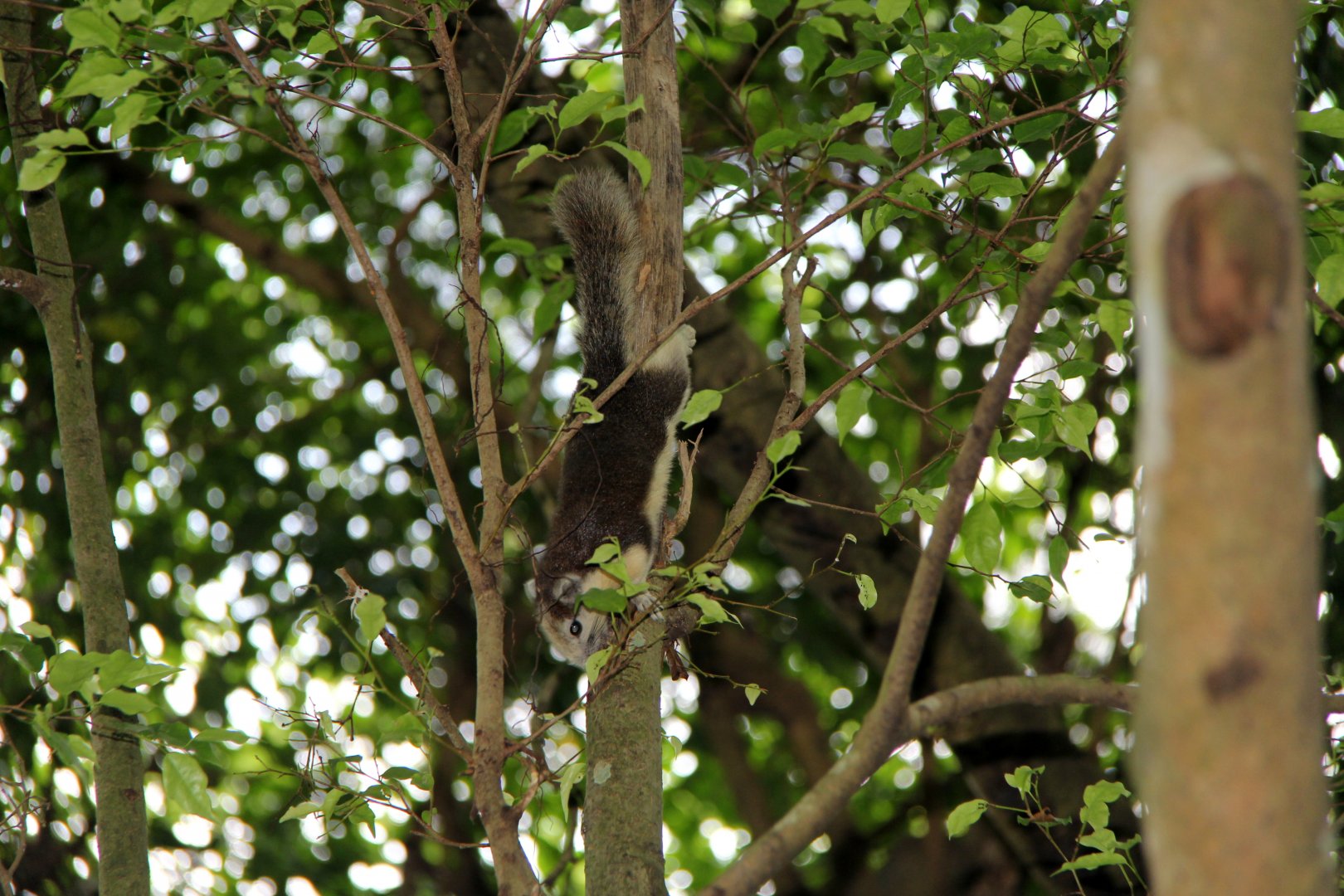 Finlayson's squirrel or variable squirrel (Callosciurus finlaysonii)