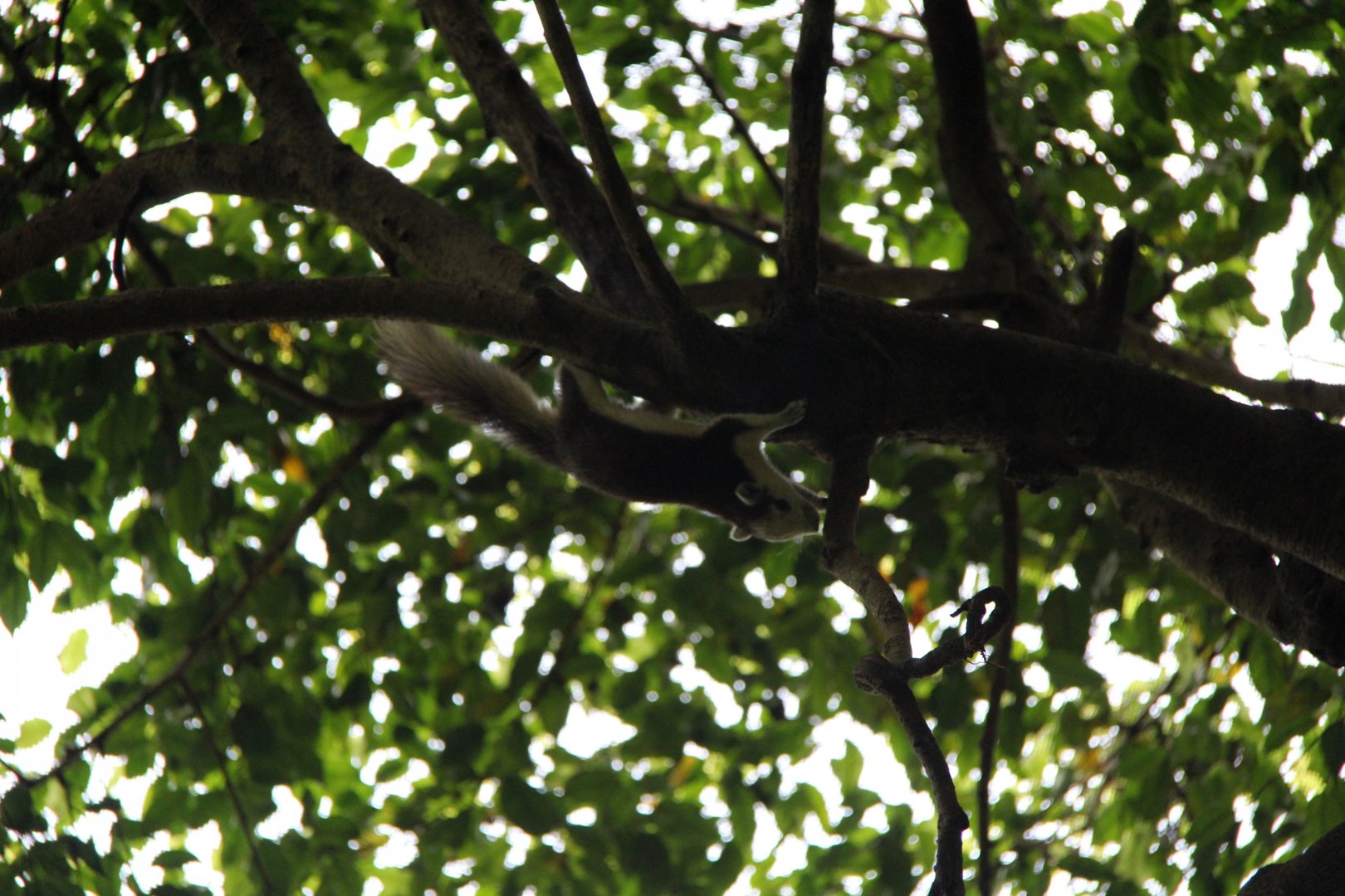 Finlayson's squirrel or variable squirrel (Callosciurus finlaysonii)