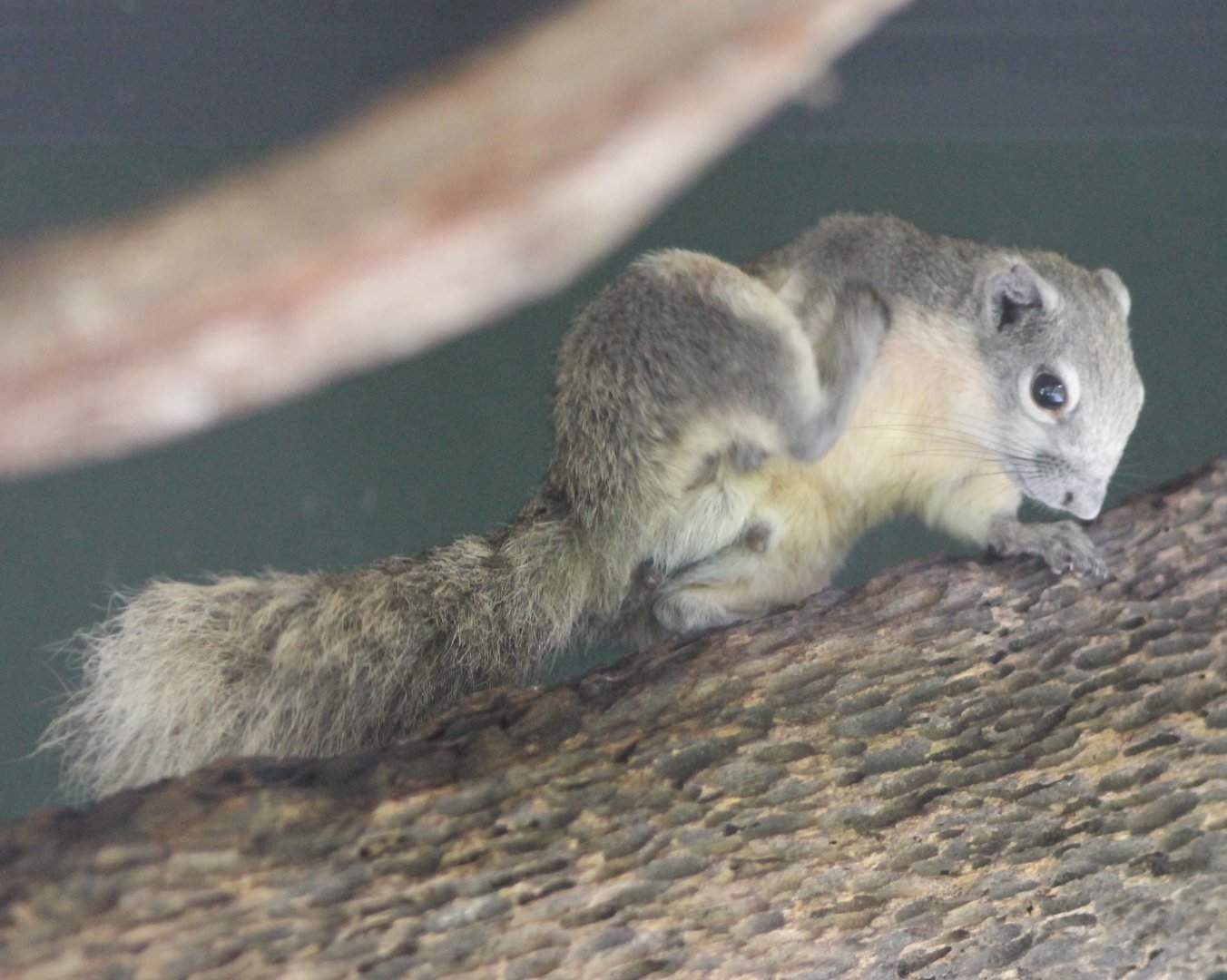 Finlayson's squirrel