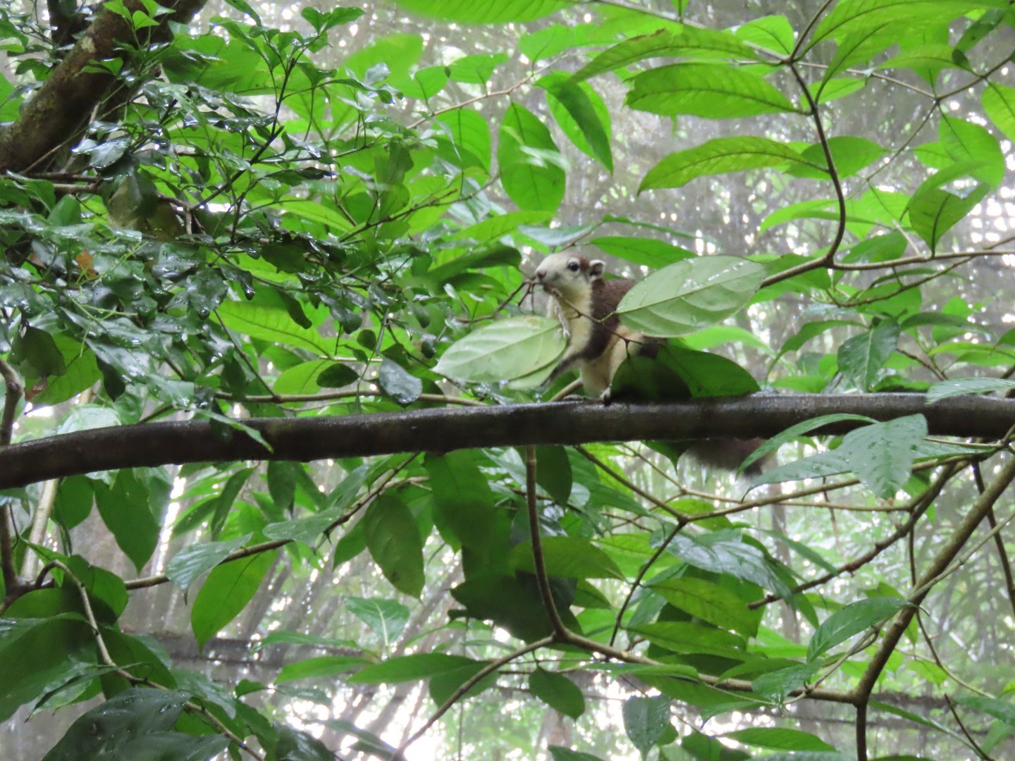 Finlayson's squirrel