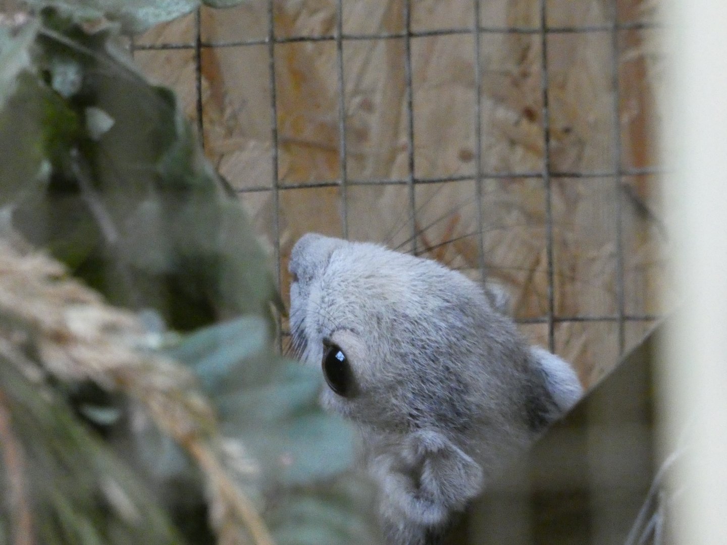 Finlayson's Squirrel