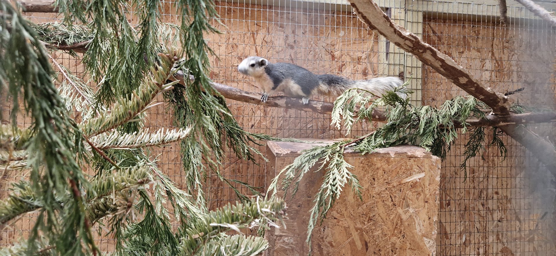 Finlayson's squirrel