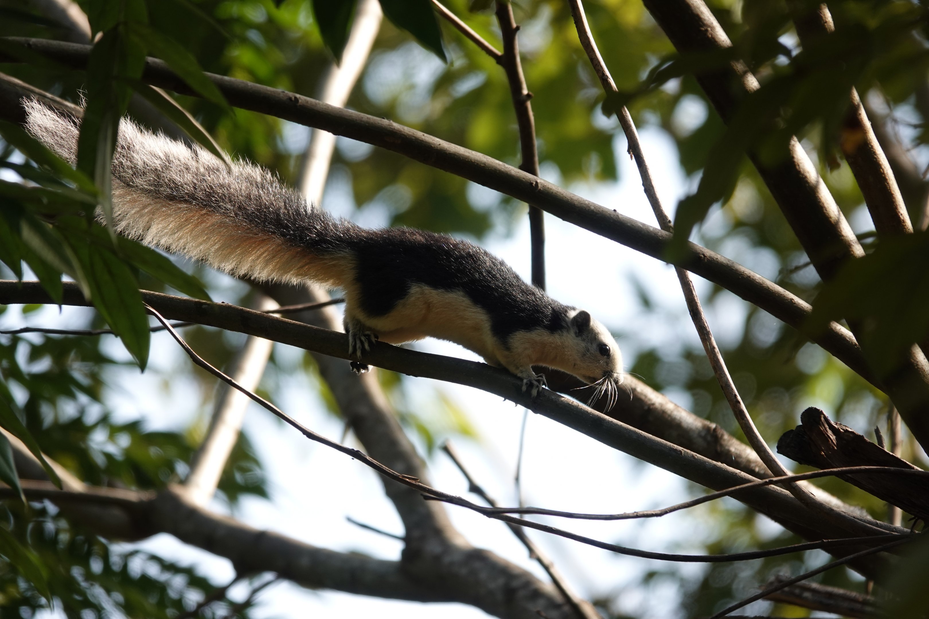 Finlayson's squirrel