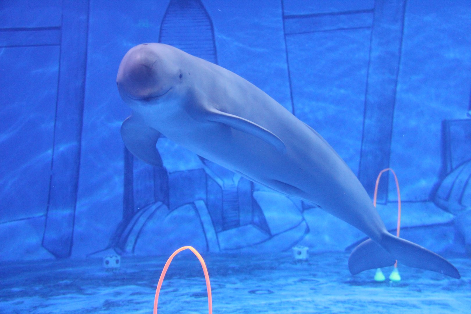 Finless porpoise (N. p. sunameri)