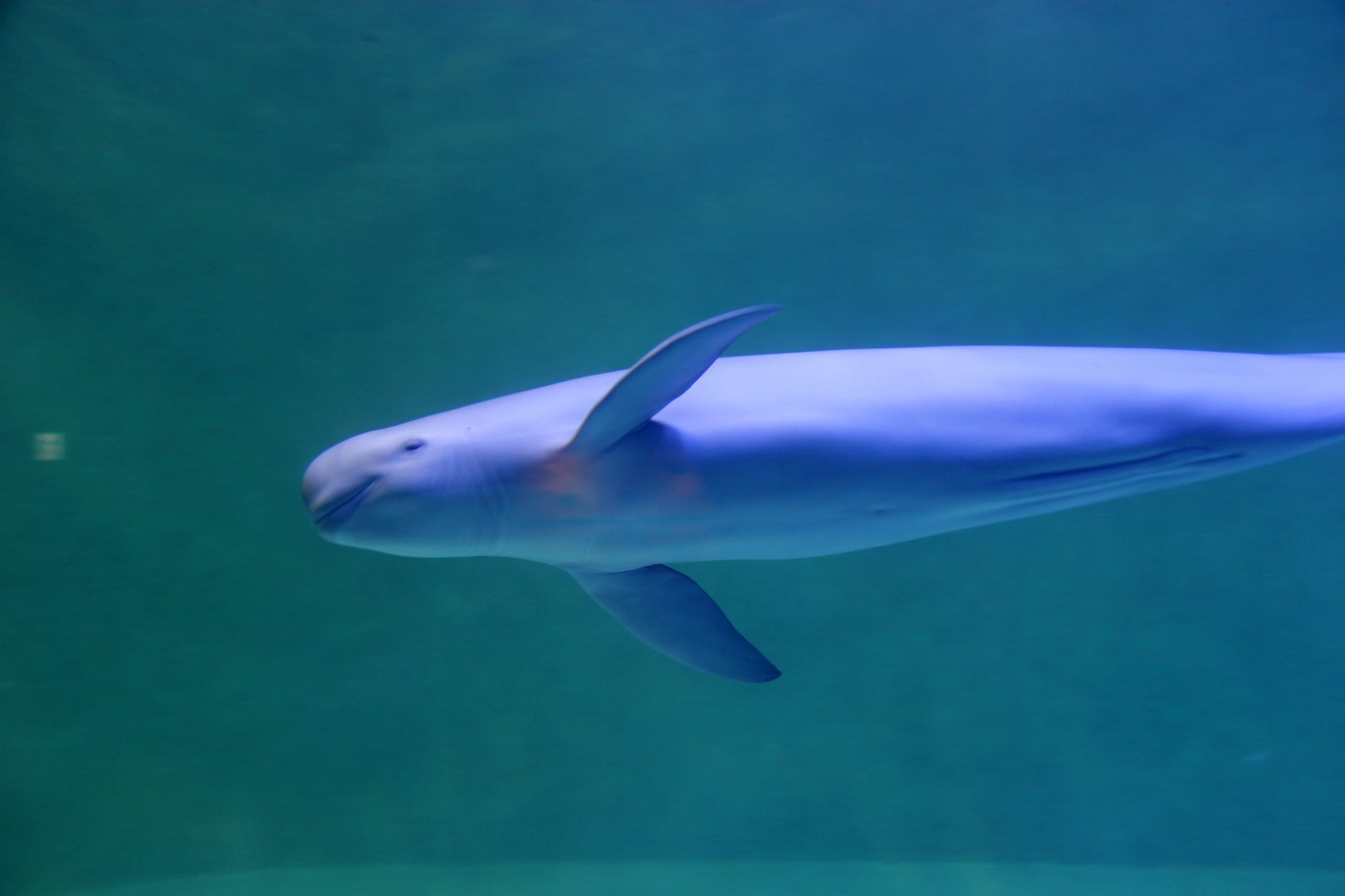 Finless porpoise (Neophocaena phocaenoides)