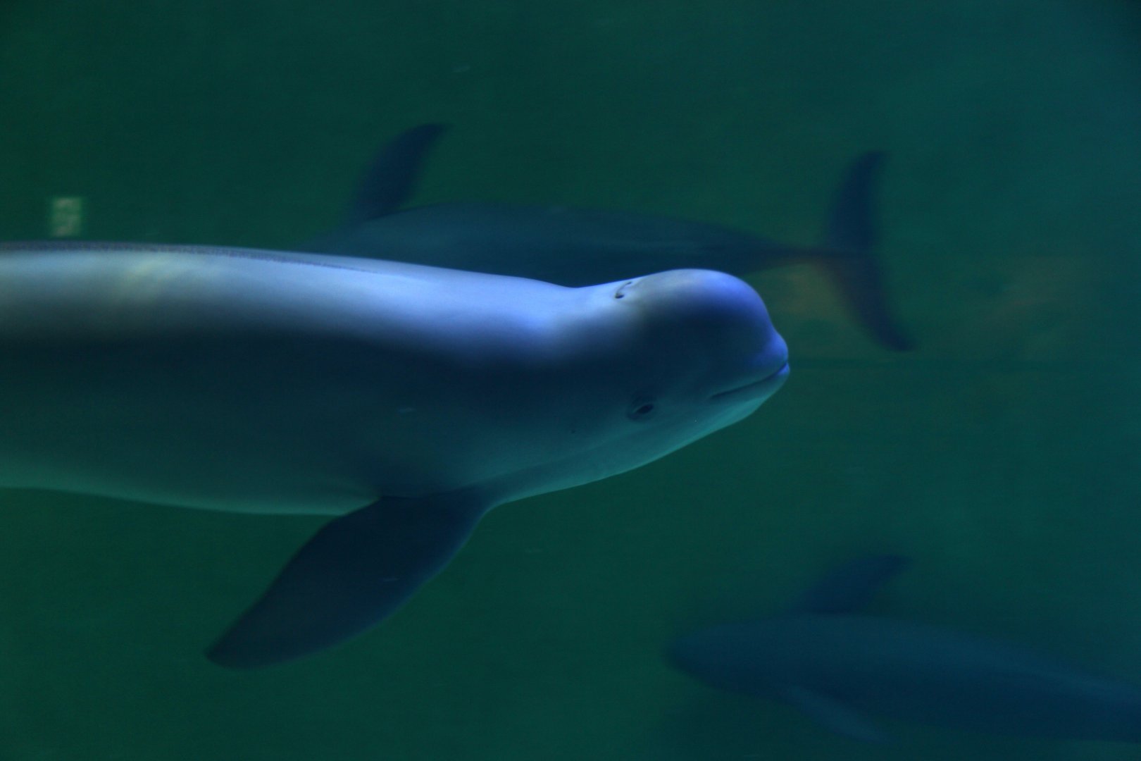 Finless porpoise (Neophocaena phocaenoides)