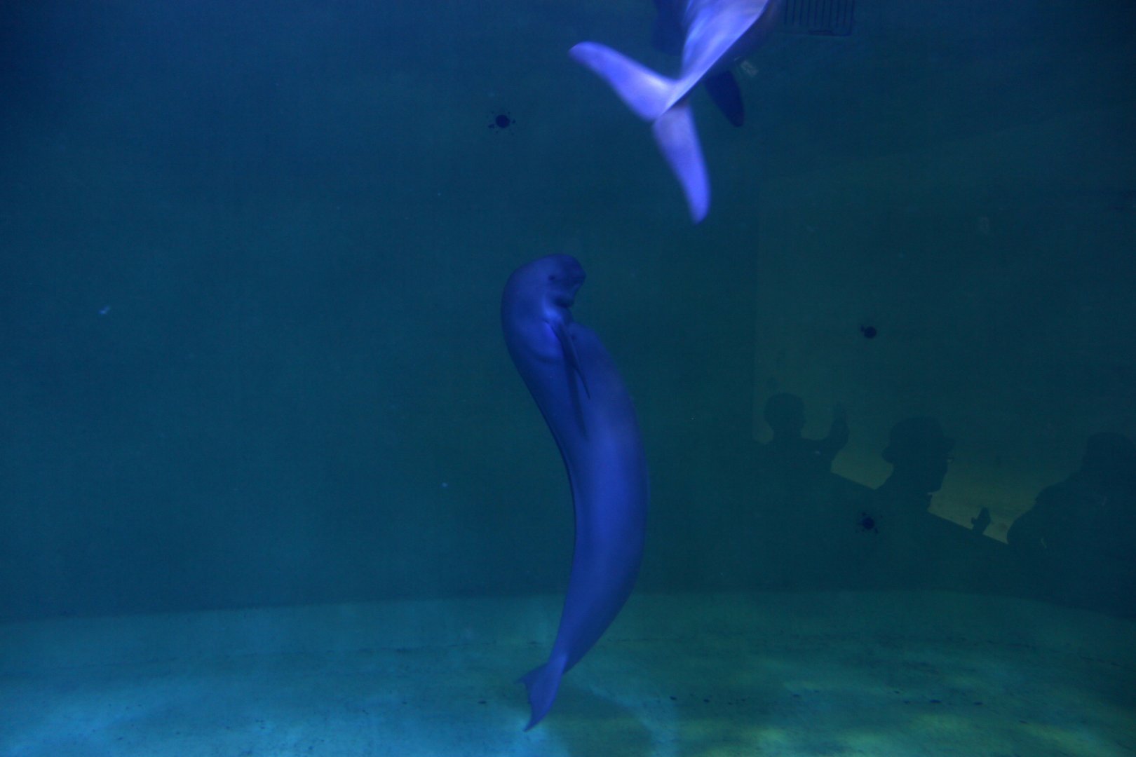Finless porpoise (Neophocaena phocaenoides)