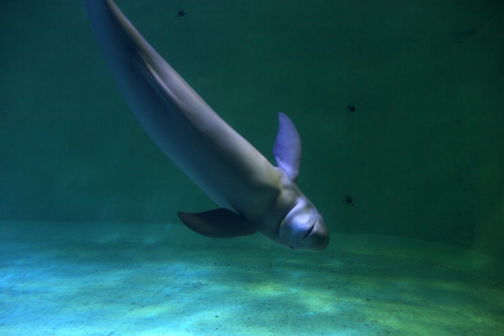 Finless porpoise (Neophocaena phocaenoides)