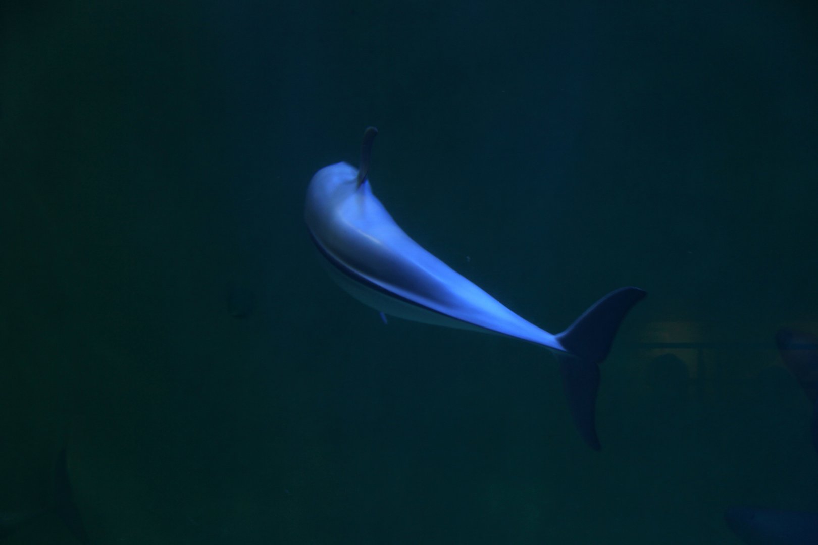 Finless porpoise (Neophocaena phocaenoides)