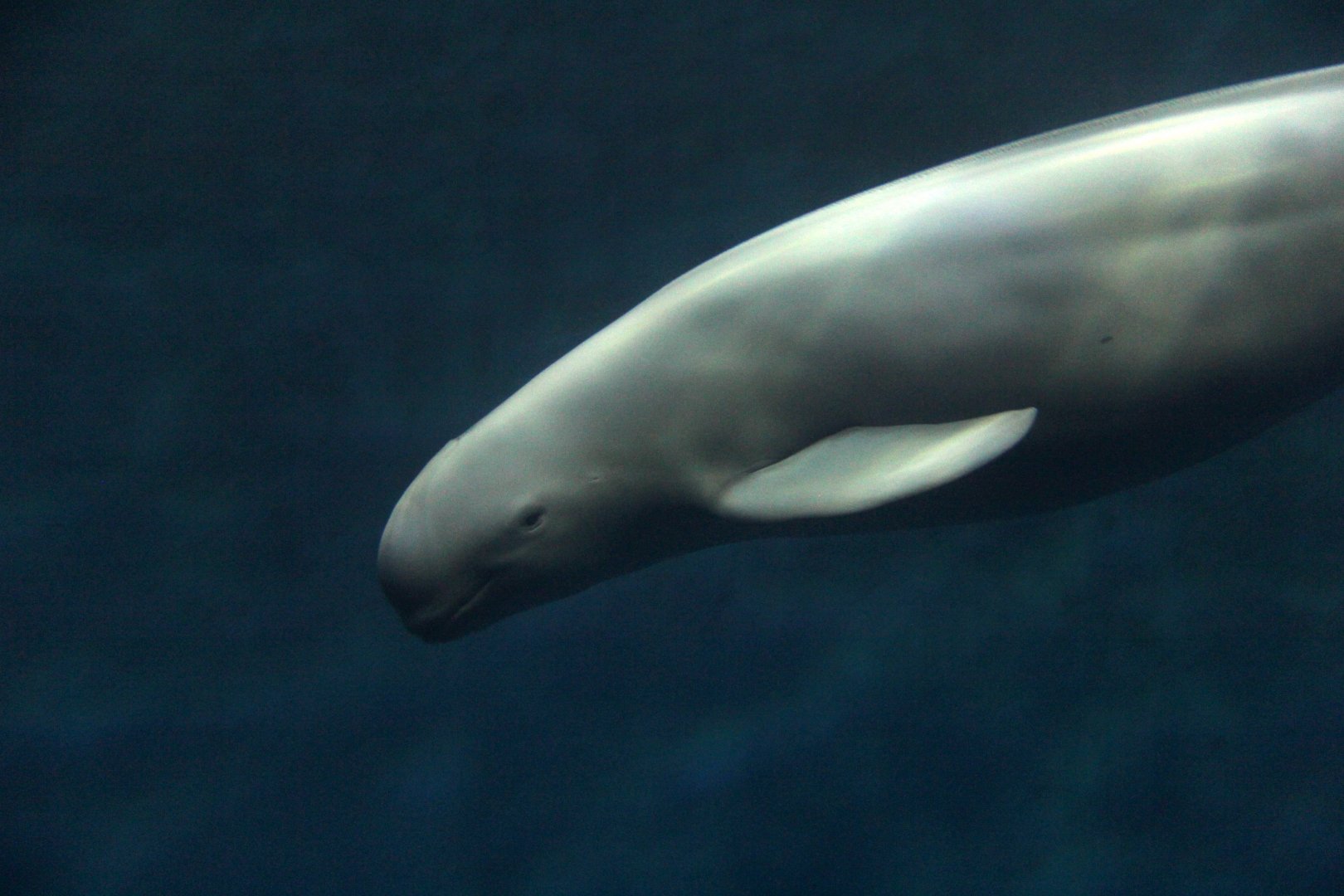 Finless porpoise (Neophocaena phocaenoides)