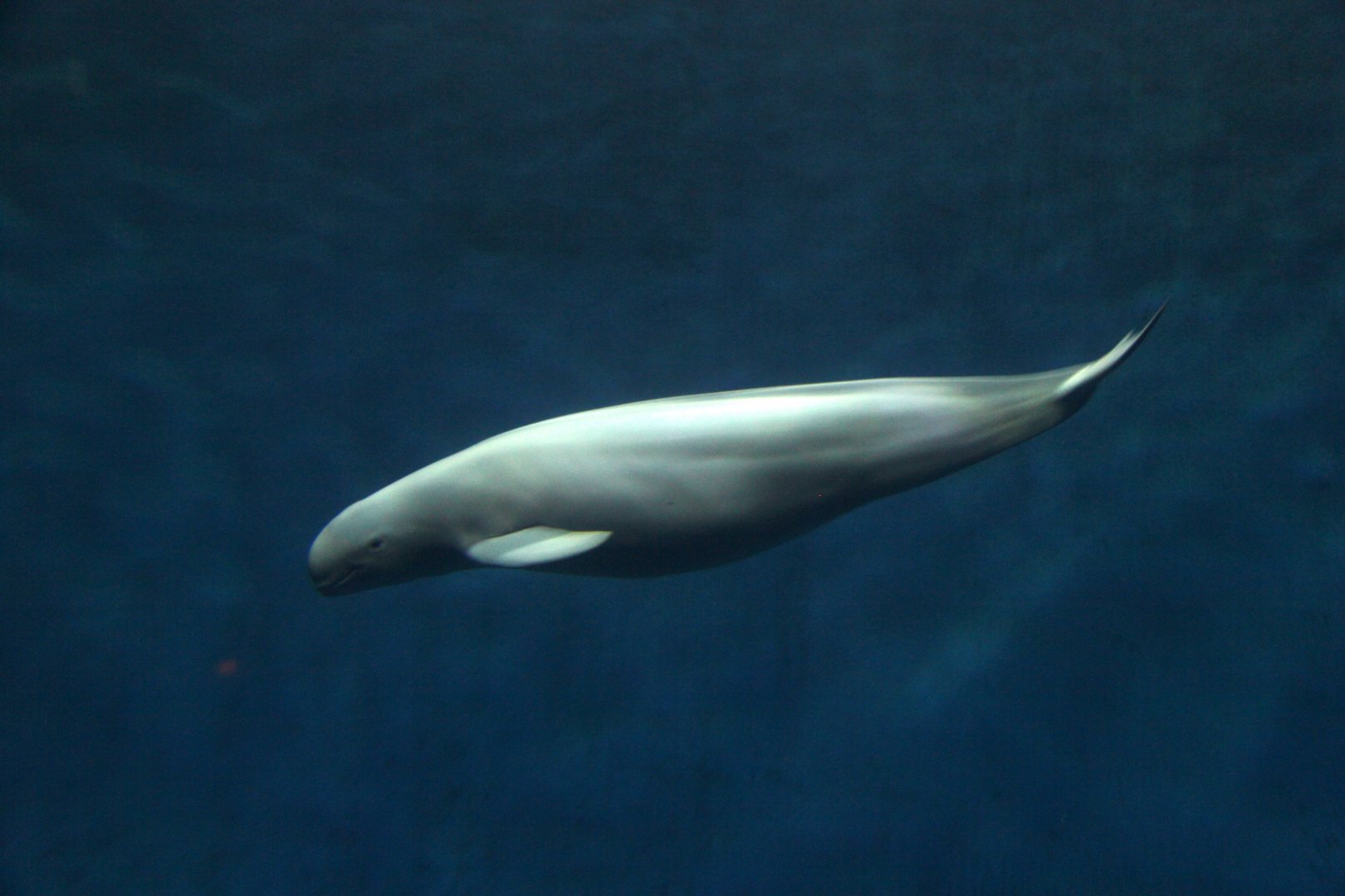 Finless porpoise (Neophocaena phocaenoides)