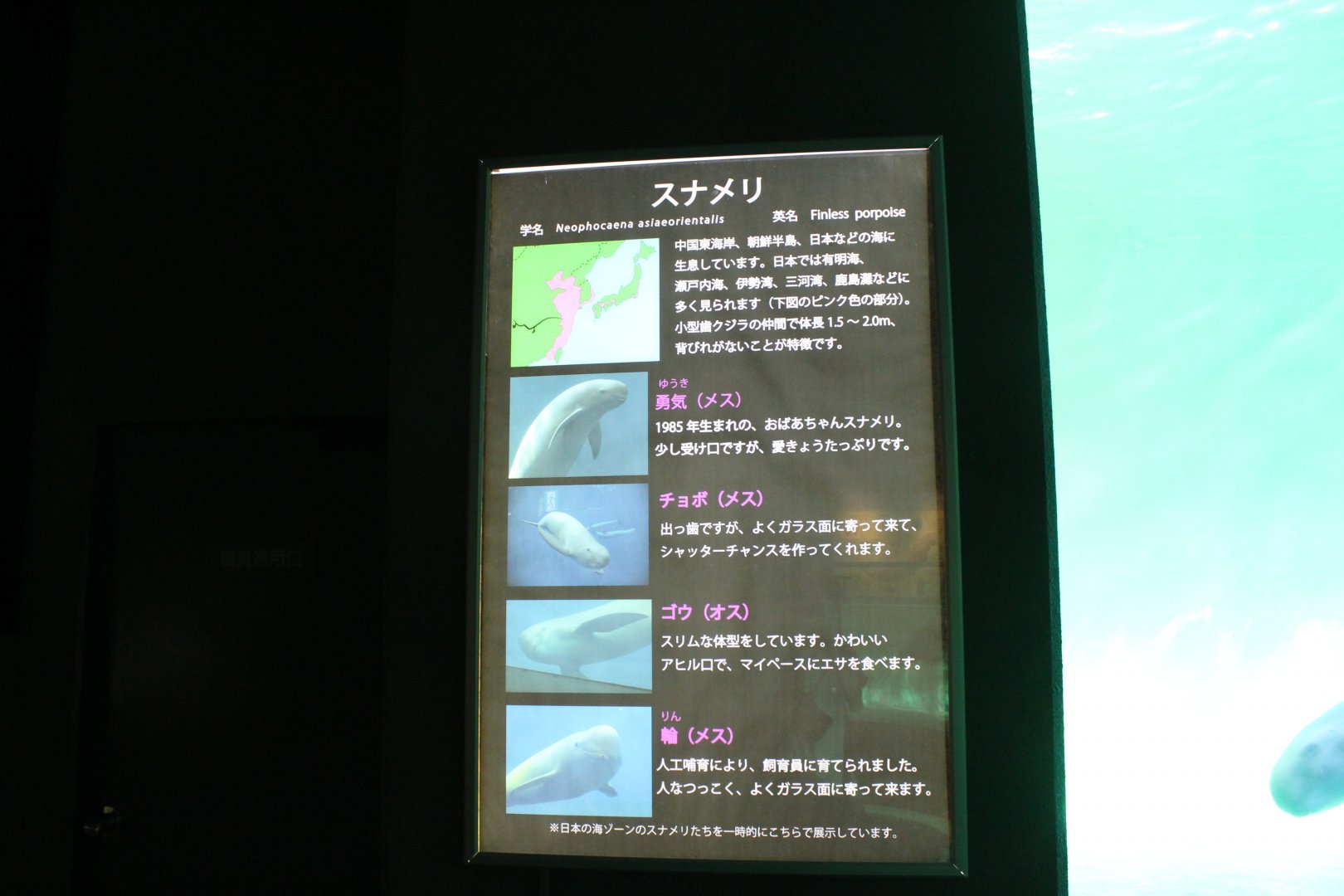 Finless porpoise sign