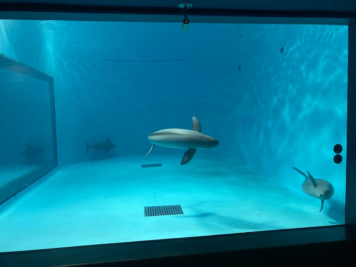 Finless porpoise tank