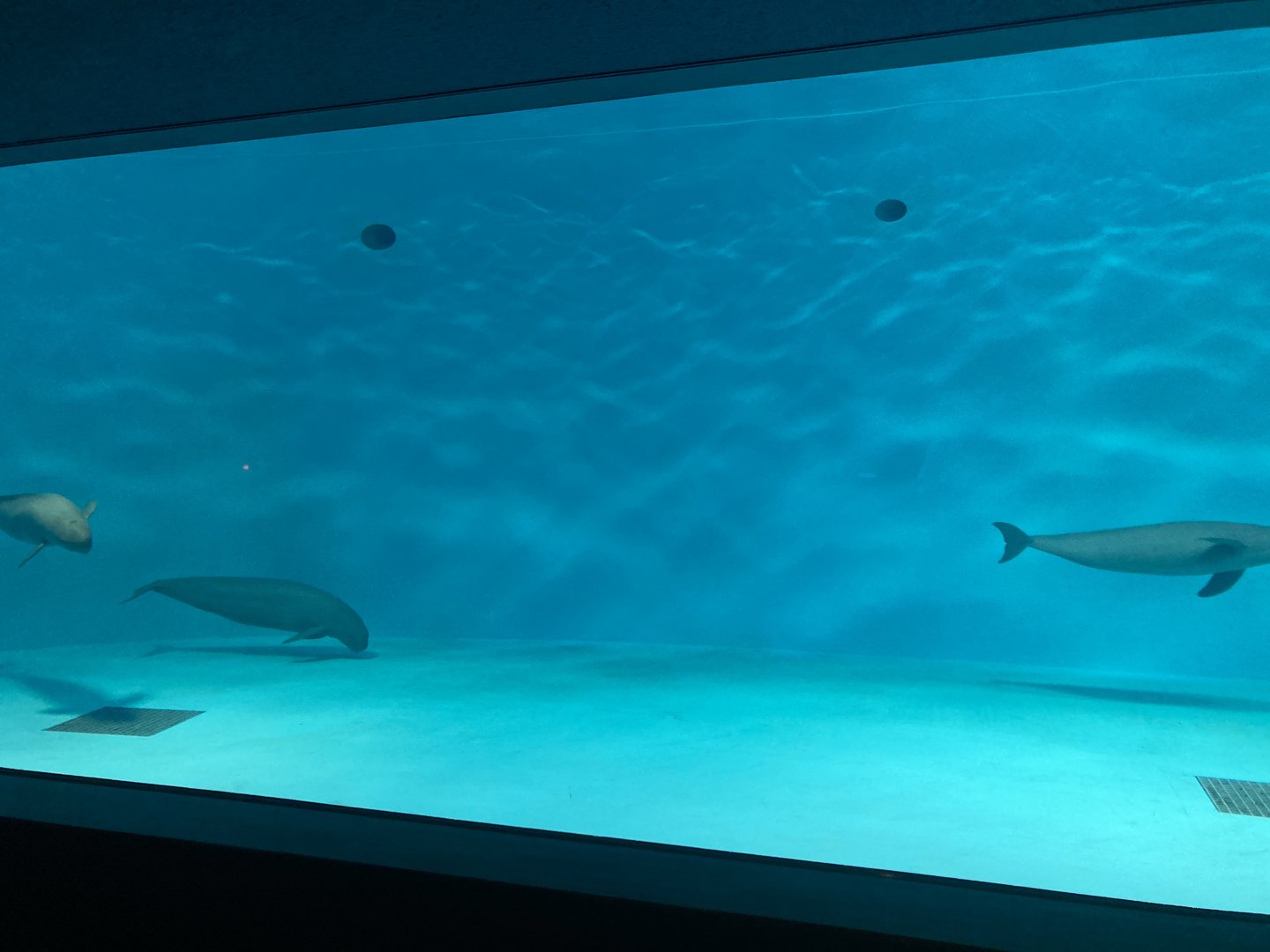 Finless porpoise tank