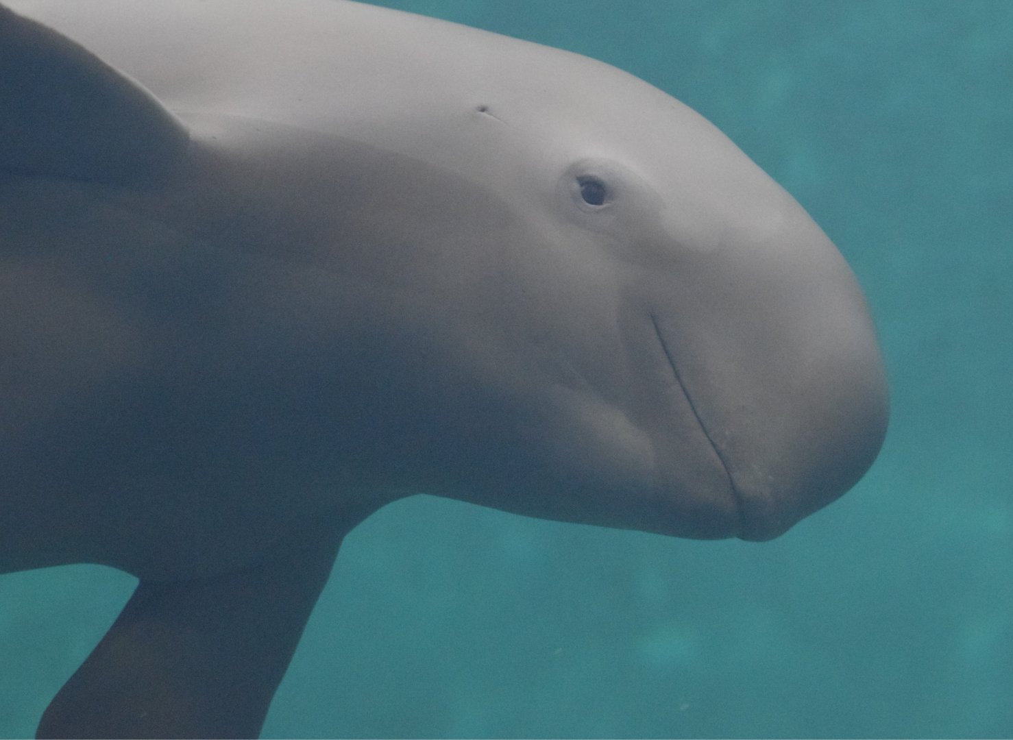 Finless porpoise