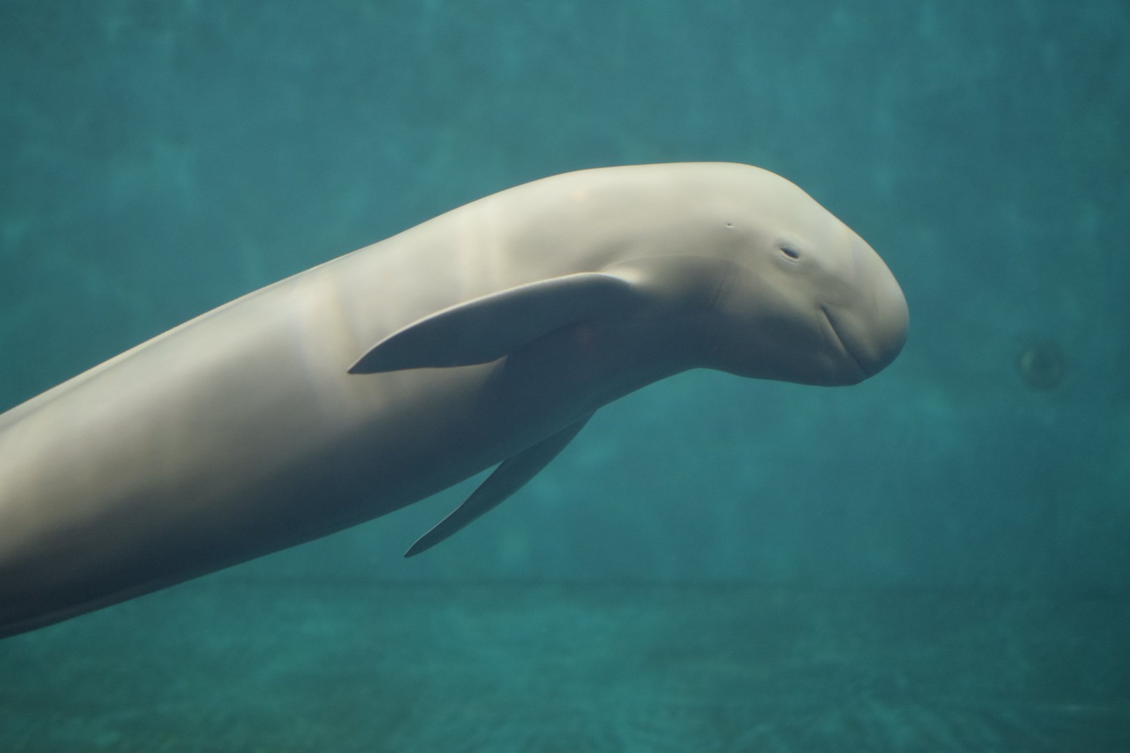 Finless porpoise