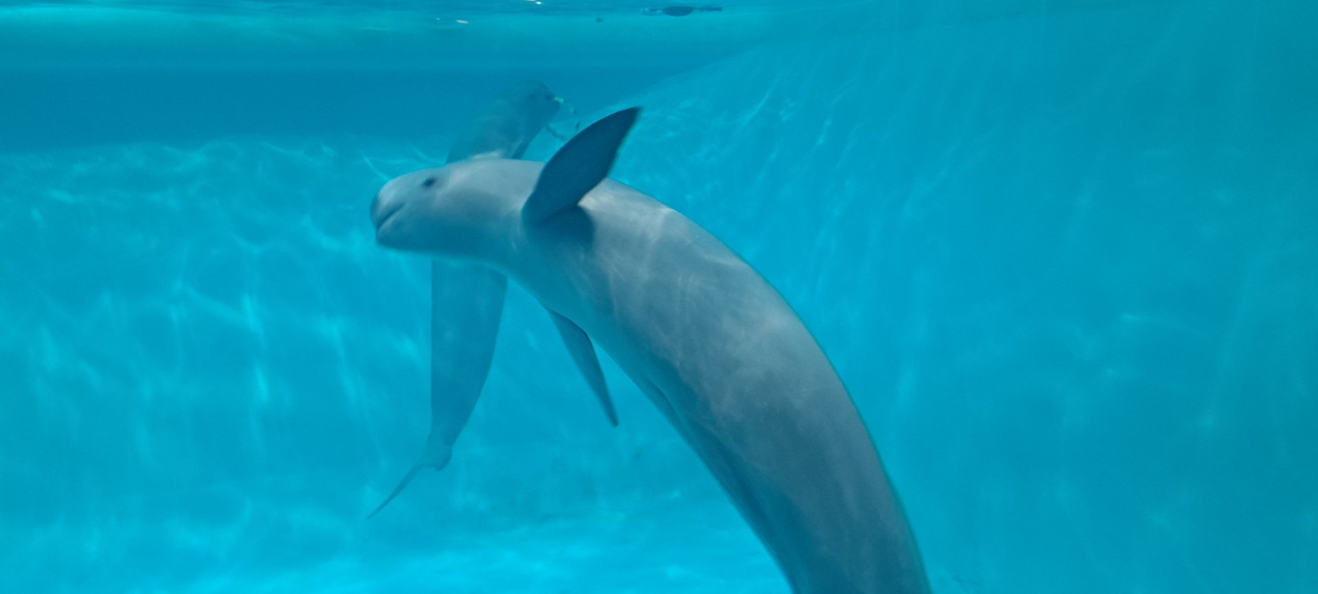 Finless Porpoise