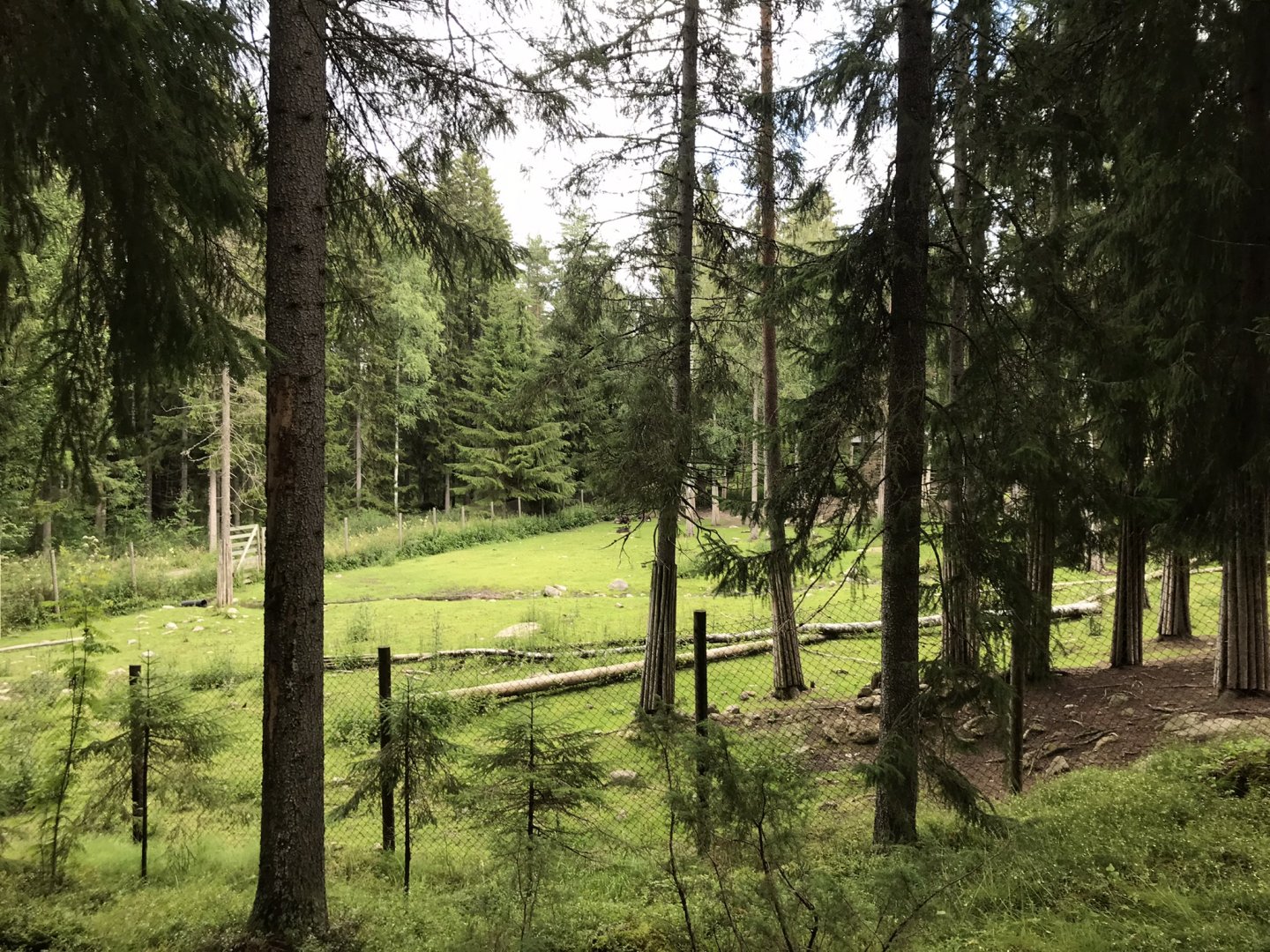 Finnish forest reindeer enclosure