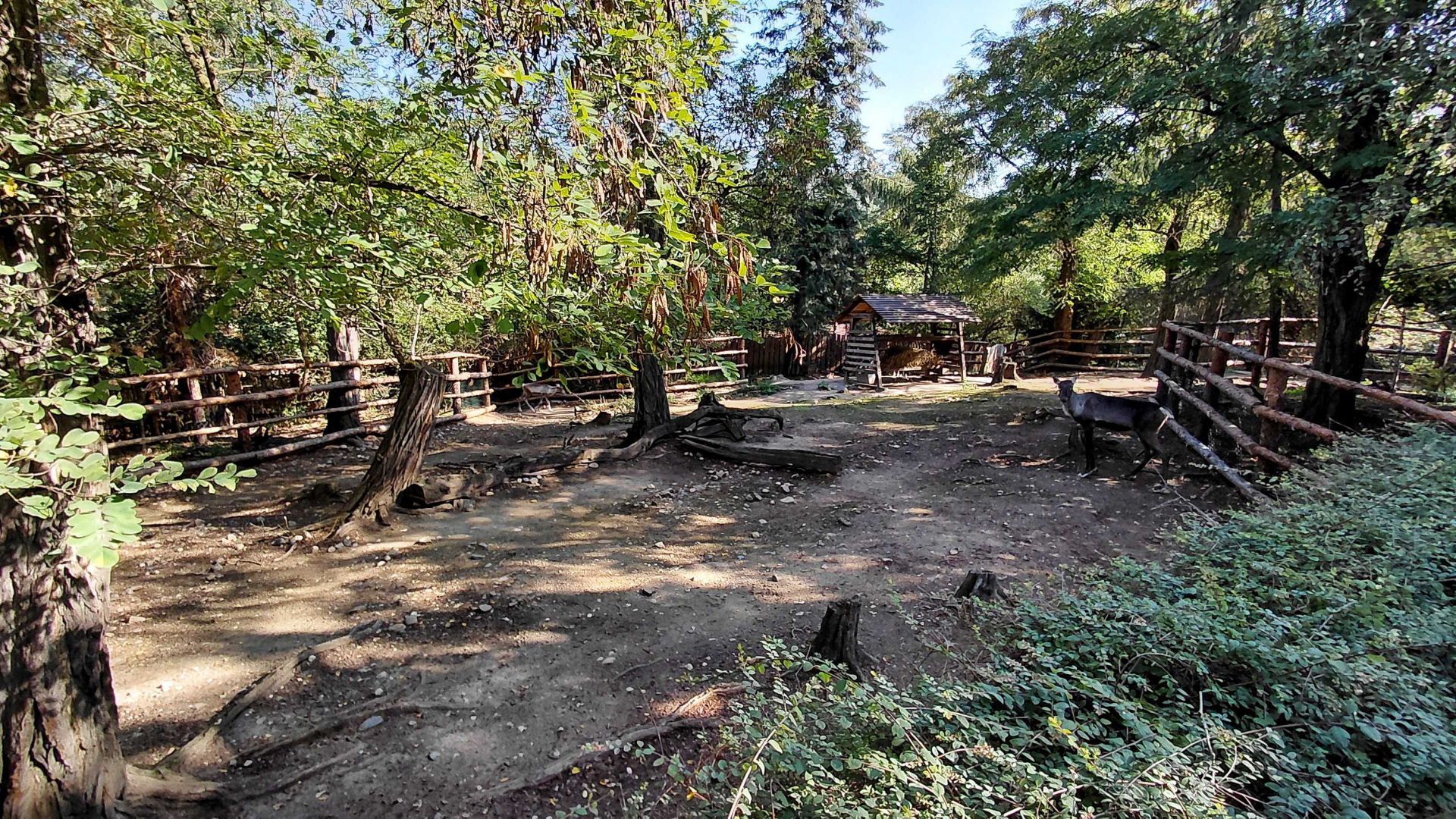 Finnish forest reindeer exhibit