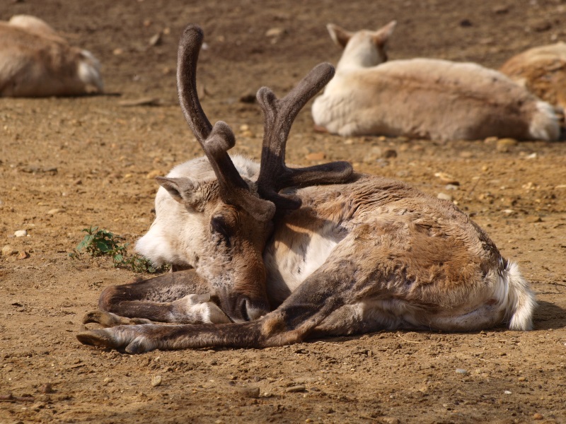 Finnish forest reindeer (May 2nd, 2015)