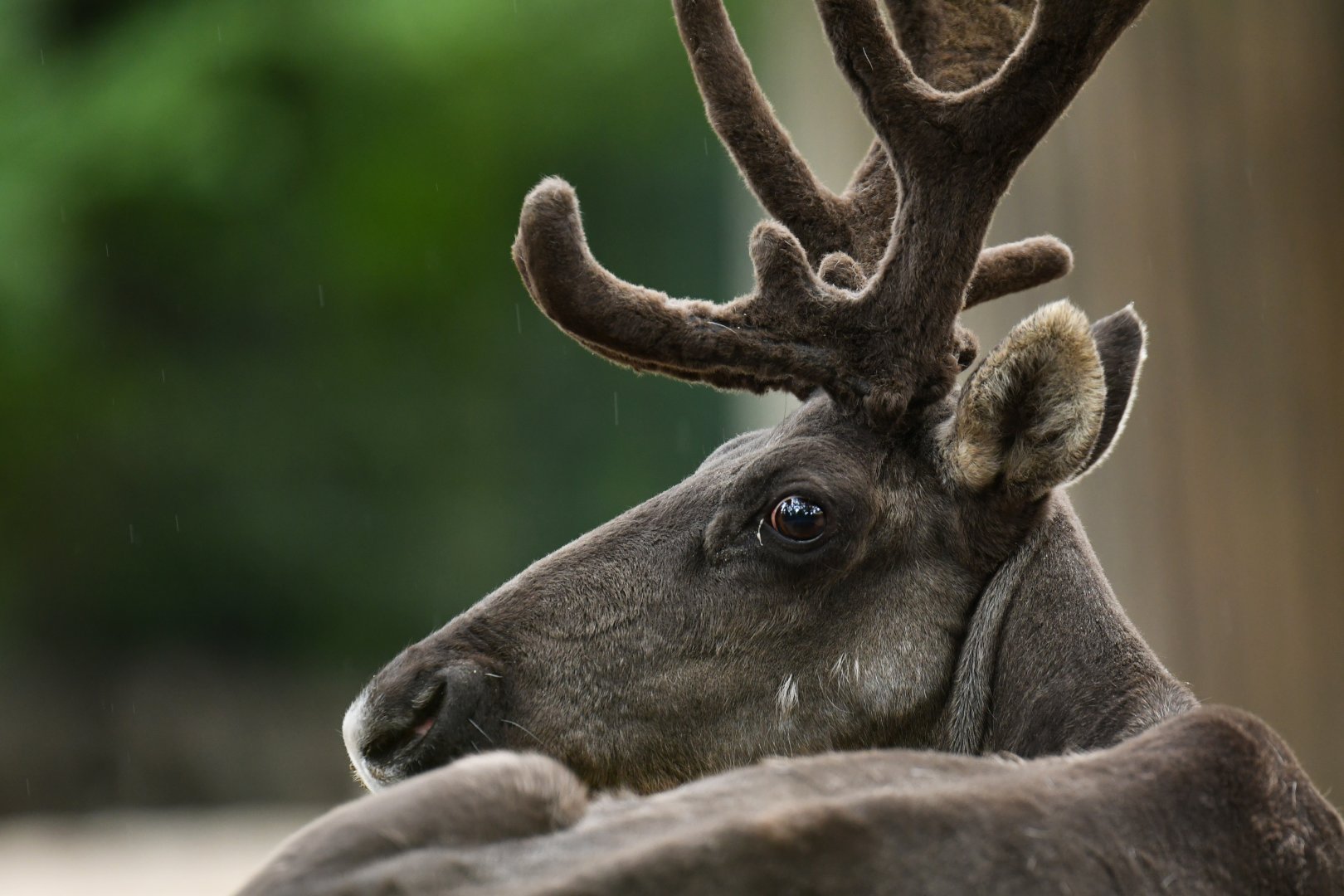 Finnish forest reindeer (Rangifer tarandus fennicus)