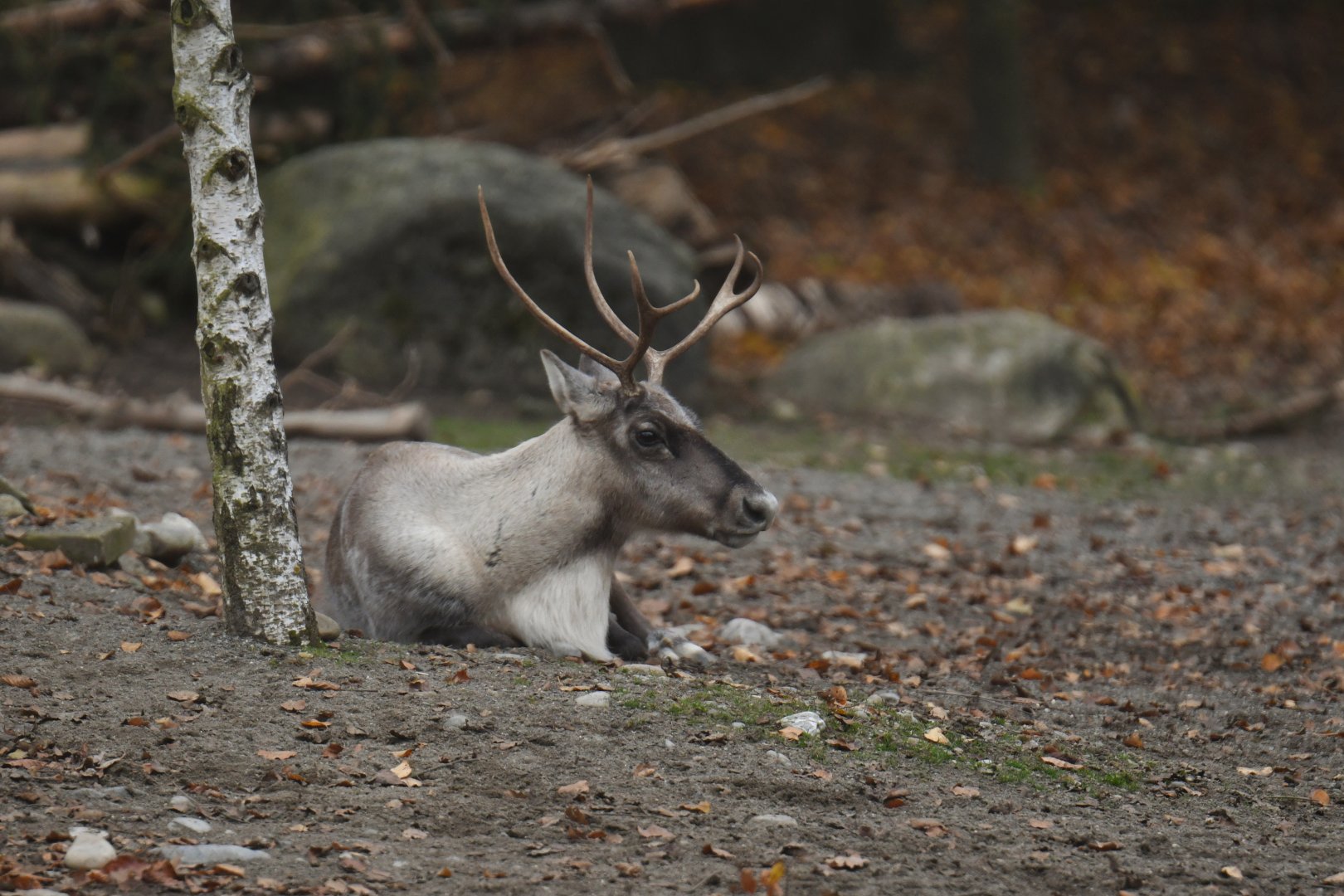Finnish forest reindeer (Rangifer tarandus fennicus)