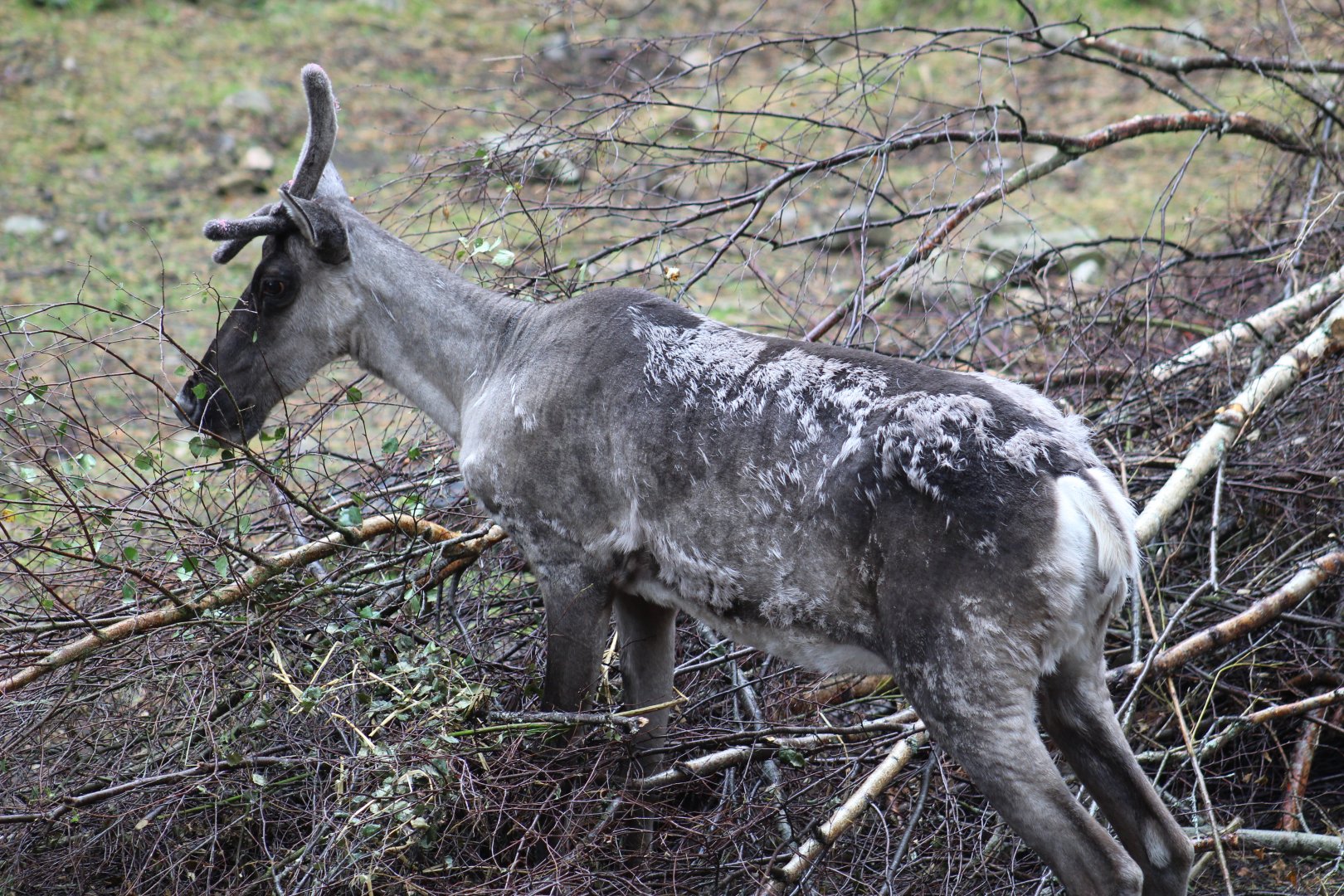 Finnish Forest Reindeer