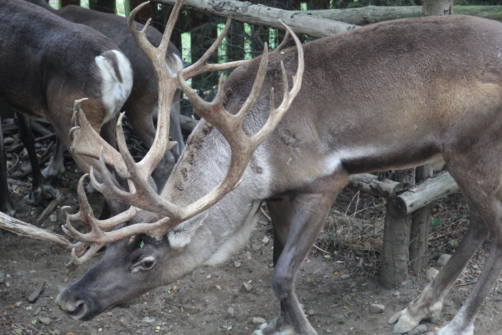 Finnish Forest Reindeer