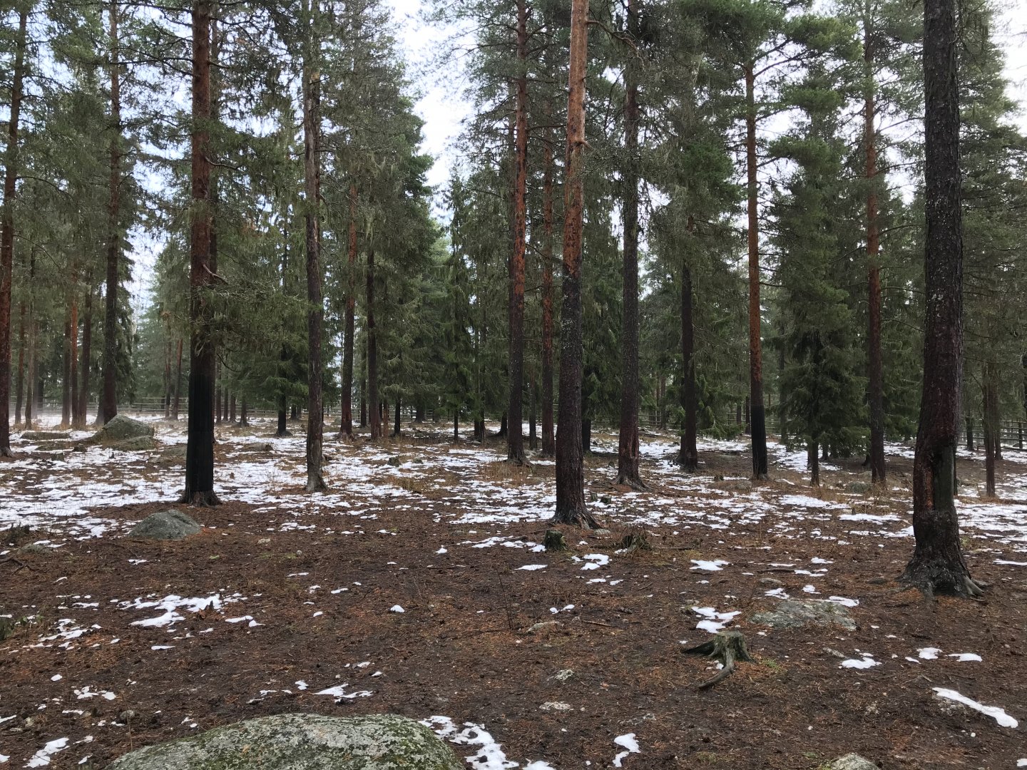 Finnish forest reindeer
