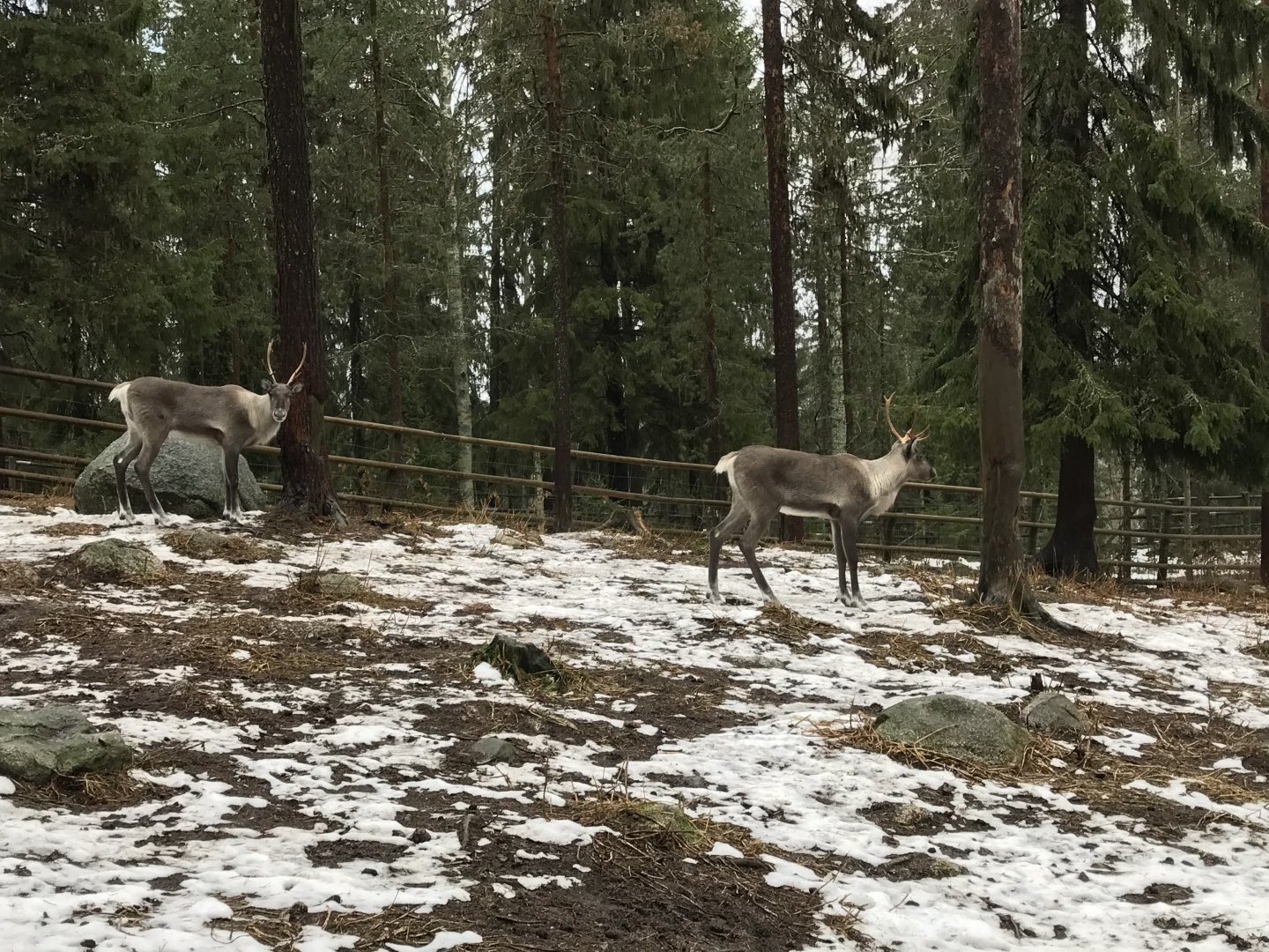 Finnish forest reindeer