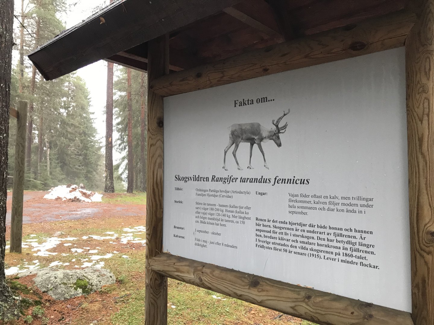 Finnish forest reindeer