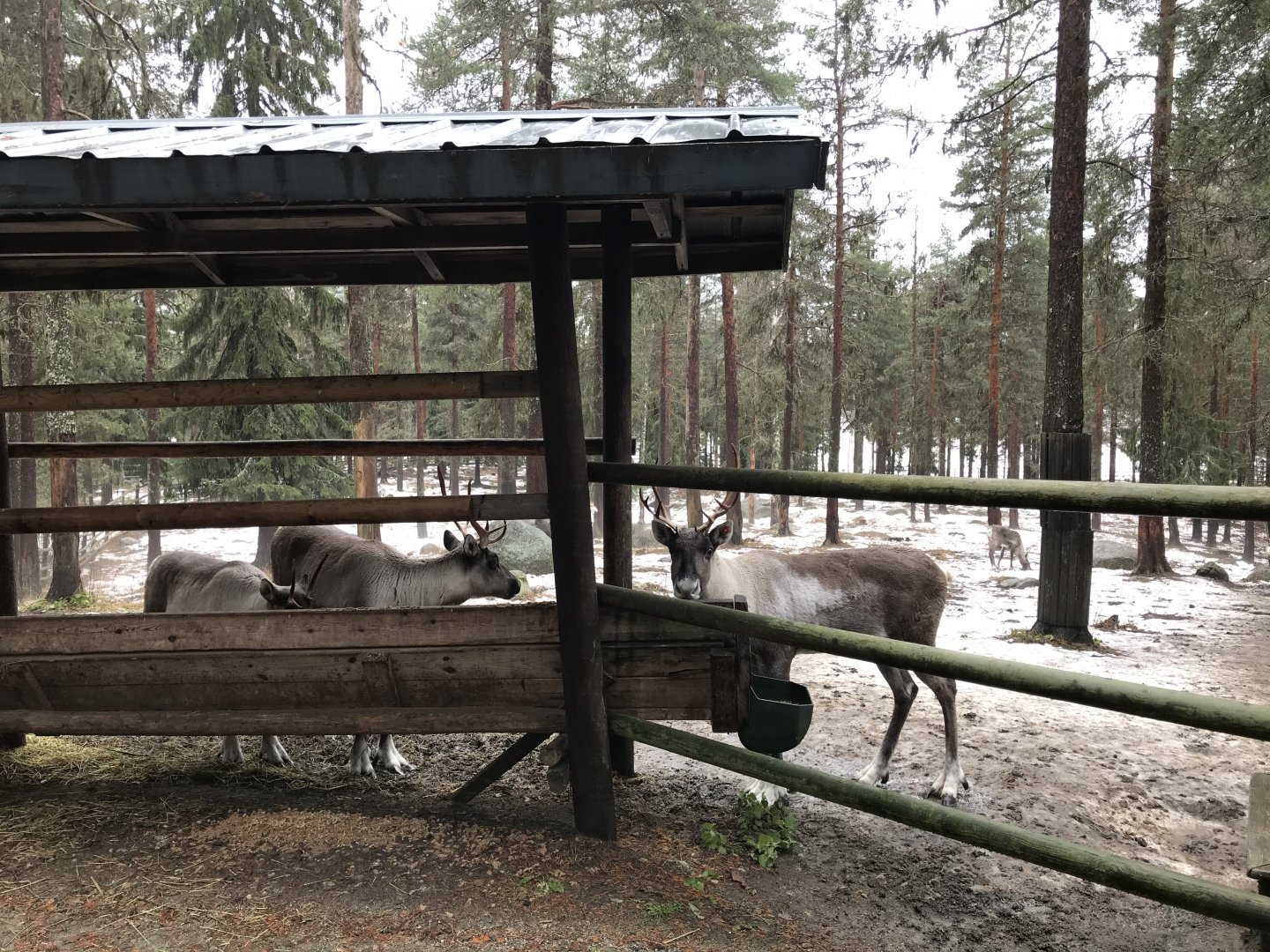 Finnish forest reindeer