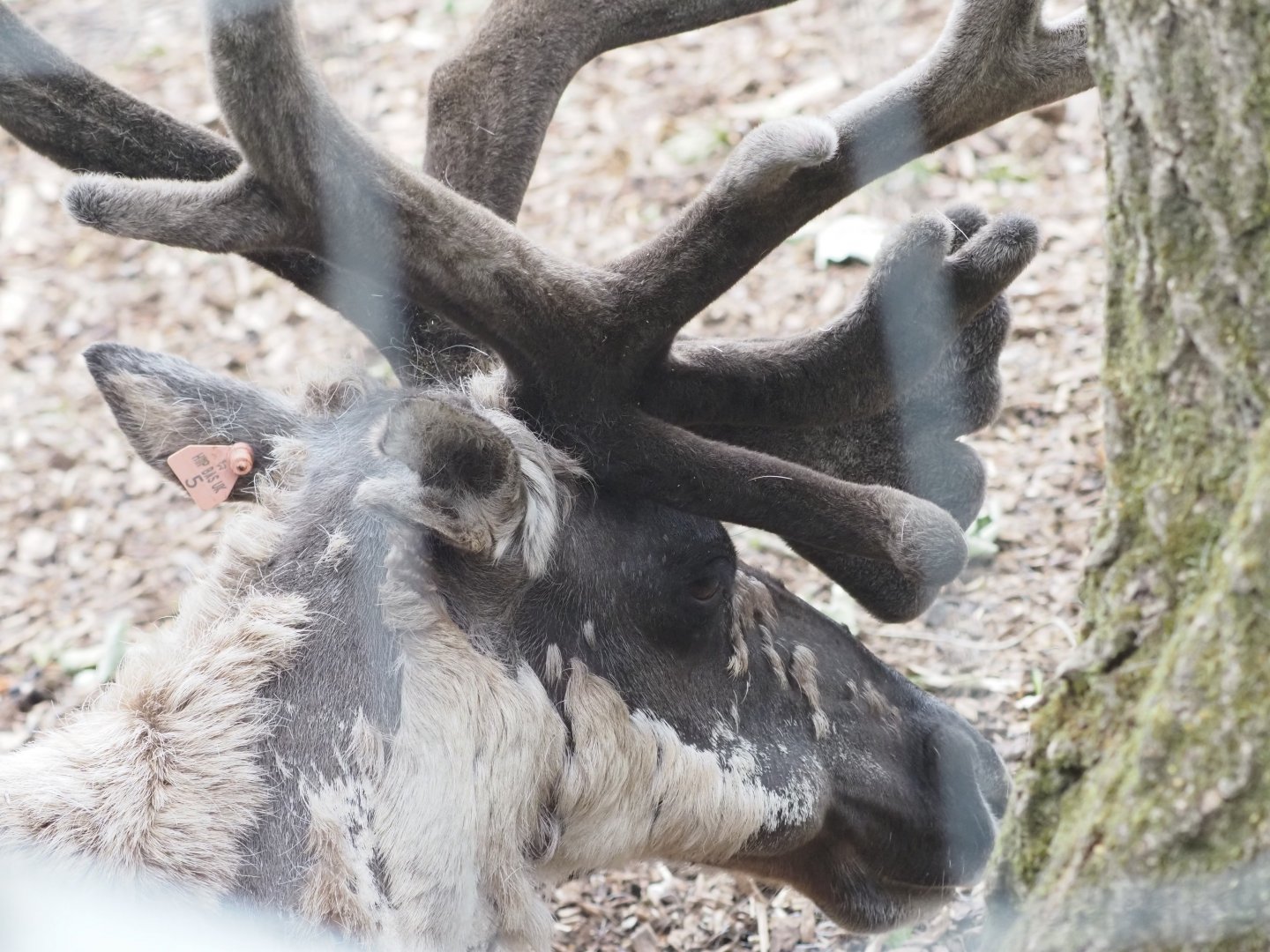 Finnish Forest Reindeer