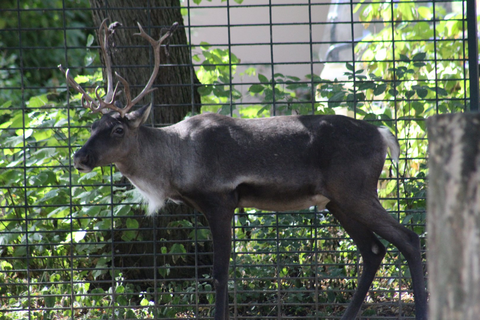 Finnish Forest Reinder