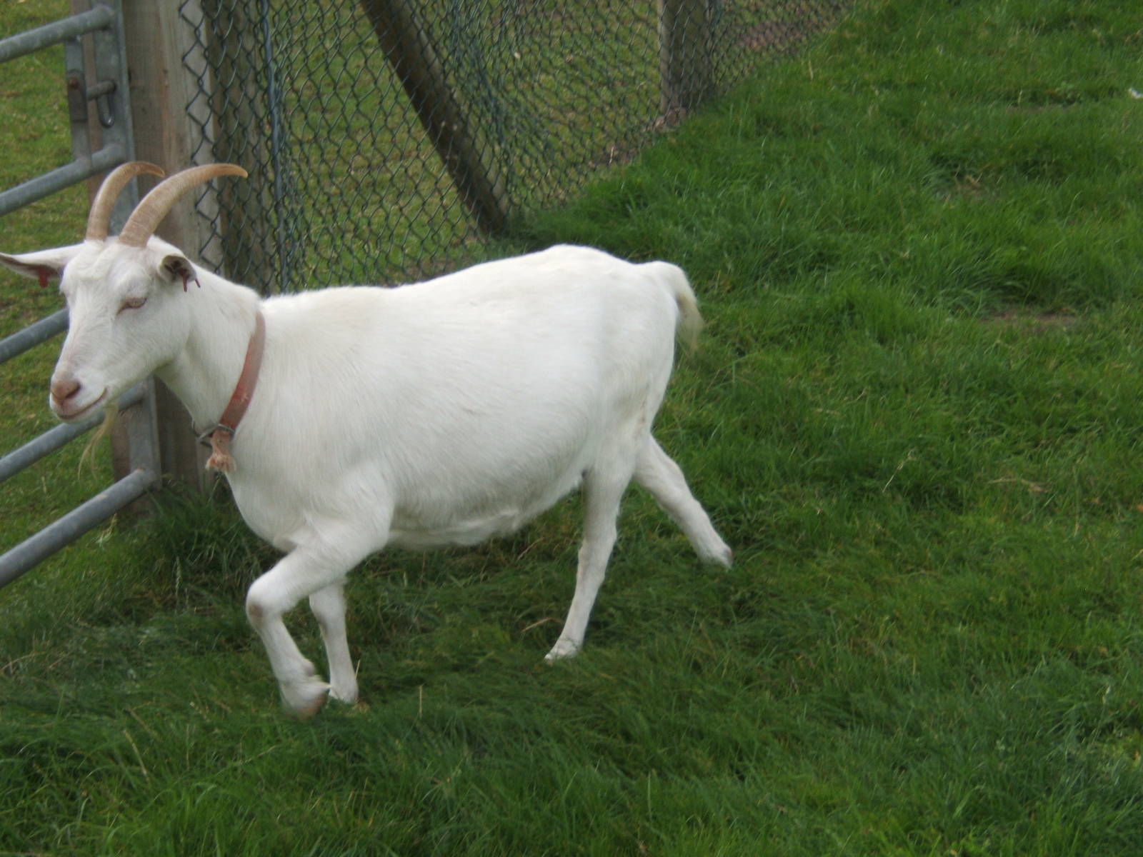 Finnish Landrace Goat