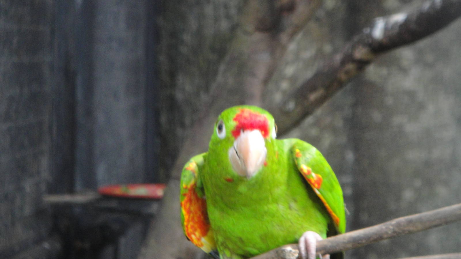 Finsch's Conure (Aratinga finschi)