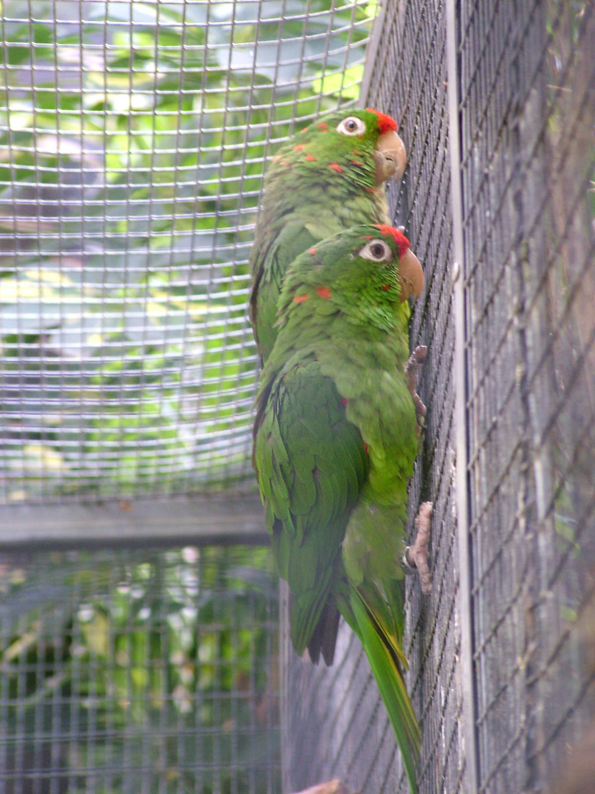 Finsch's Conure at Loro Parque, 08/11/10